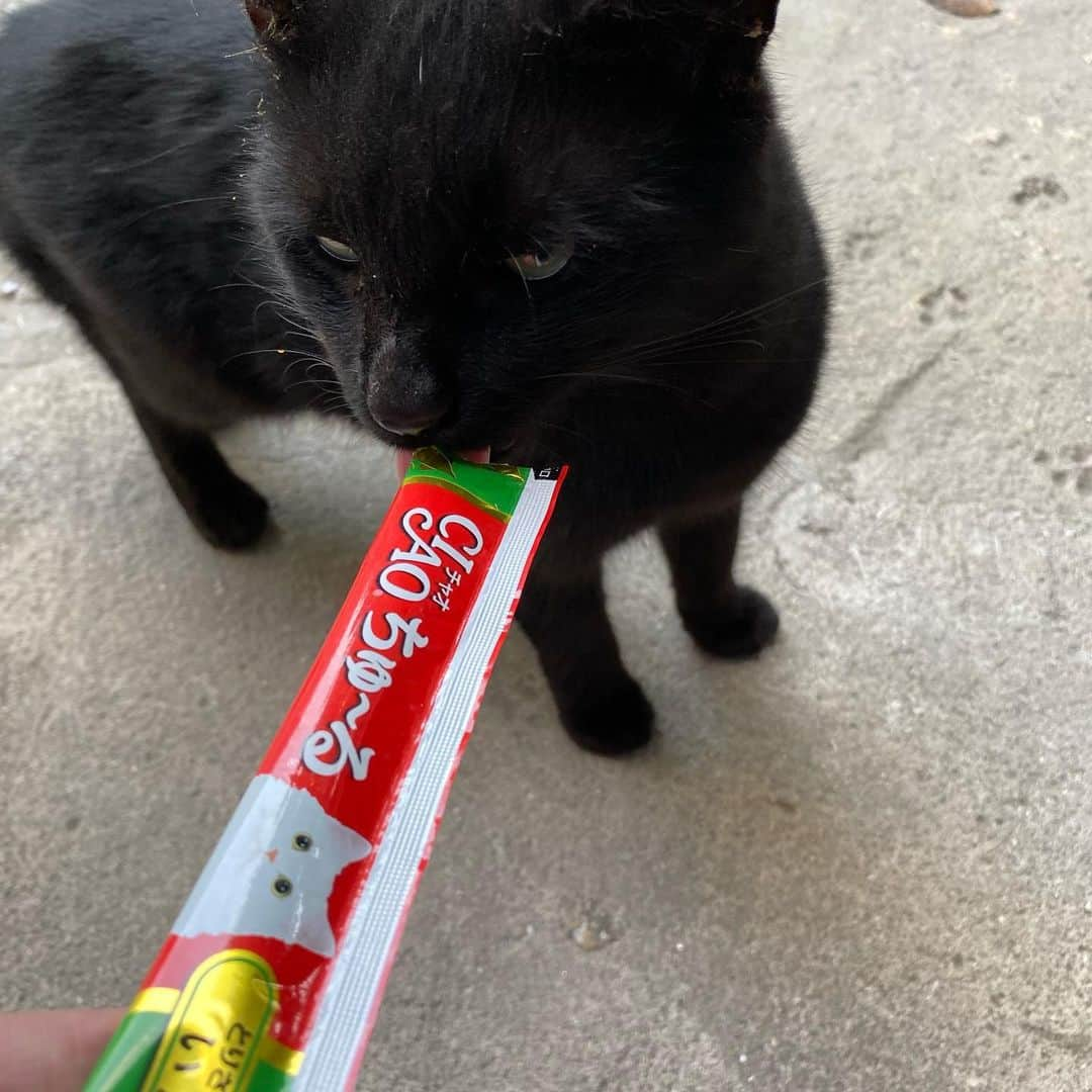 相沢あいさんのインスタグラム写真 - (相沢あいInstagram)「#トルコ猫 と #ciaoちゅーる で #国際交流 。 日本だと外猫への餌付けは厳禁だけど、トルコはみんなガンガン自分の食べてる物を分け与えていると聞いて、わざわざ空輸してきたのだ。 #ちゅーる をあげてJapanese famous cat foodだよとトルコ人に言うとみんな嬉しそうだった。トルコ猫は最初は怖々、味を知った瞬間、目を輝かせて夢中になって食べるから、ちゅーるは世界共通で美味いのだろう。 _  #あいさんの旅日記 #cat #turkishcat #instacat #catstagram #catsagram #にゃんすたぐらむ #ねこ #cats_of_instagram #catlovers #cats_of_world #cats  #trip #Istanbul #イスタンブール #イスタンブール旅行 #instatravel #instatrip #travelphotography #travel #travelgram #トルコ #トルコ旅行 #Turkey #女子旅」10月22日 0時37分 - aizawaai