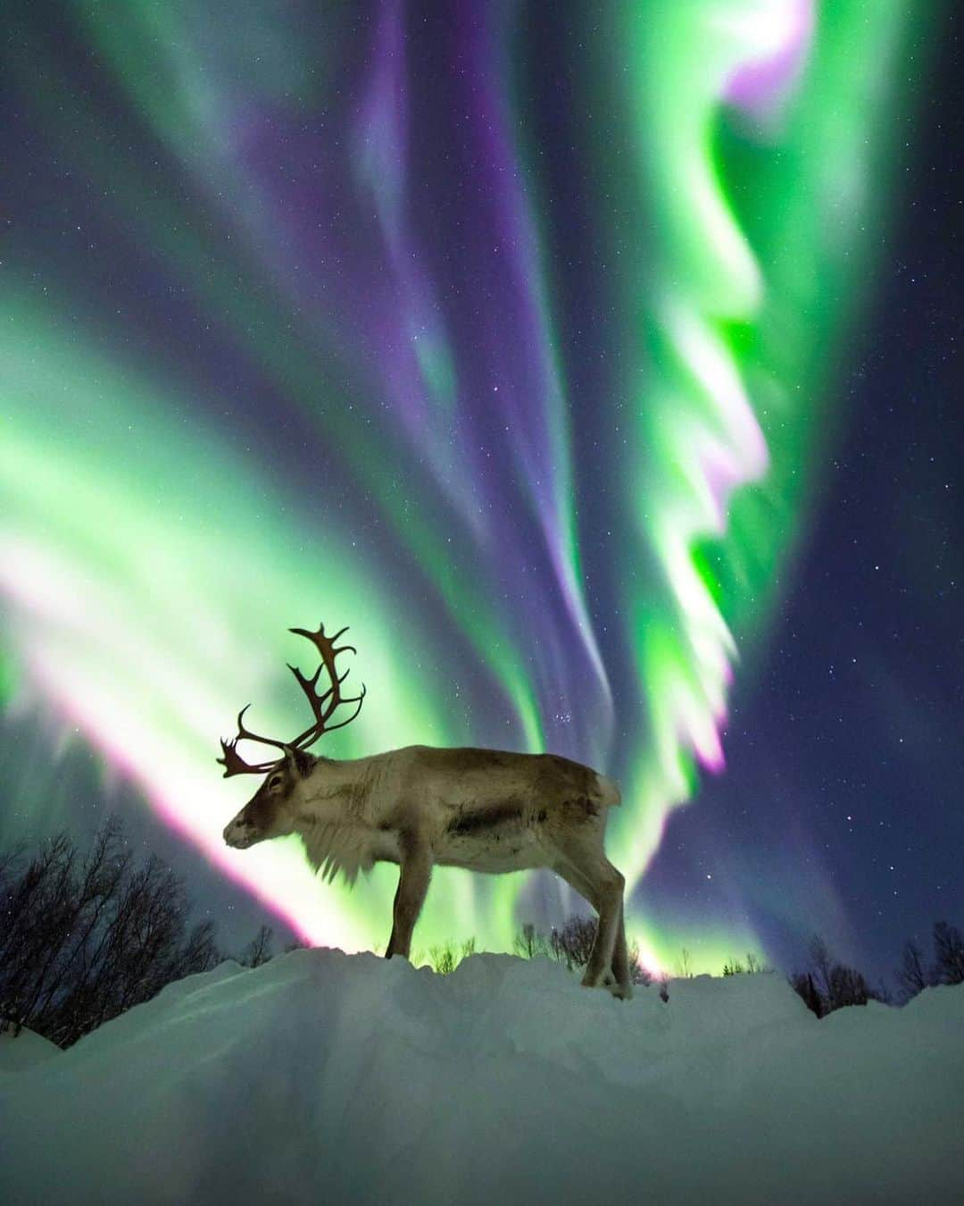 Wonderful Placesさんのインスタグラム写真 - (Wonderful PlacesInstagram)「Winter in Norway ✨💚💚💚✨ . Pics n video by ✨@AuroraBorealisObservatory✨ #wonderful_places for a feature 💚」10月22日 1時00分 - wonderful_places