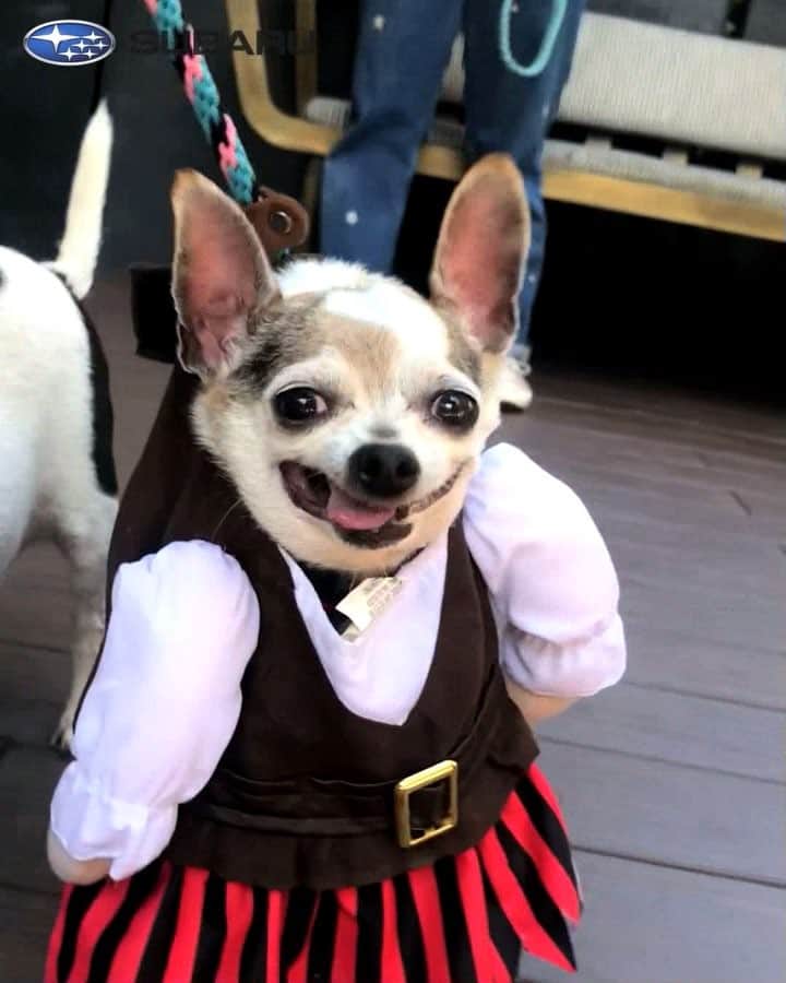 Marnie The Dogのインスタグラム：「For @Subaru_USA’s #MakeADogsDay we surprised the adoptable foster dogs at @apurposefulrescue with some spooky Halloween costumes. Let’s get these cuties adopted! 🧡」