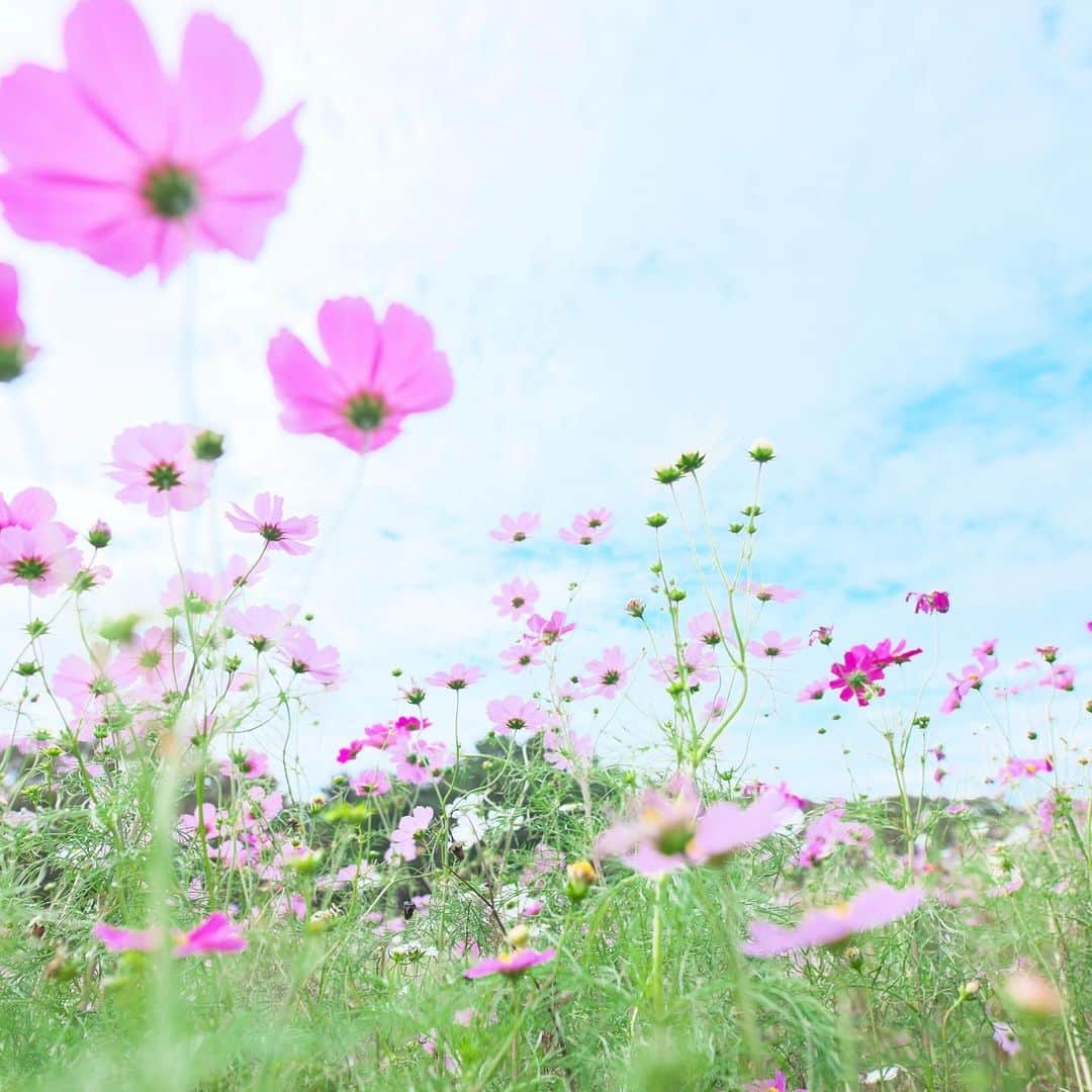 kiccyomuのインスタグラム：「☁️☔️ 2019.10.22 Tue #心に花を #コスモス 会えて良かったぁ〜(^^)v * 雨が降ったり、曇り空☁️ 青空恋し☺️ 正殿の儀🇯🇵 今日も元気に🤗 * location #茨城 #ひたちなか #ひたち海浜公園 撮影 10月20日」