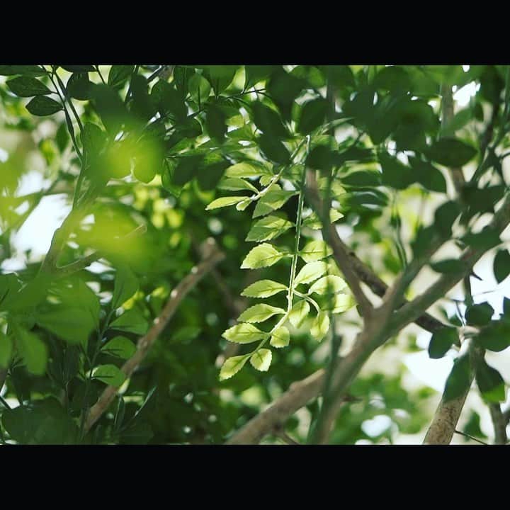 ルミアモーレのグルメインスタ