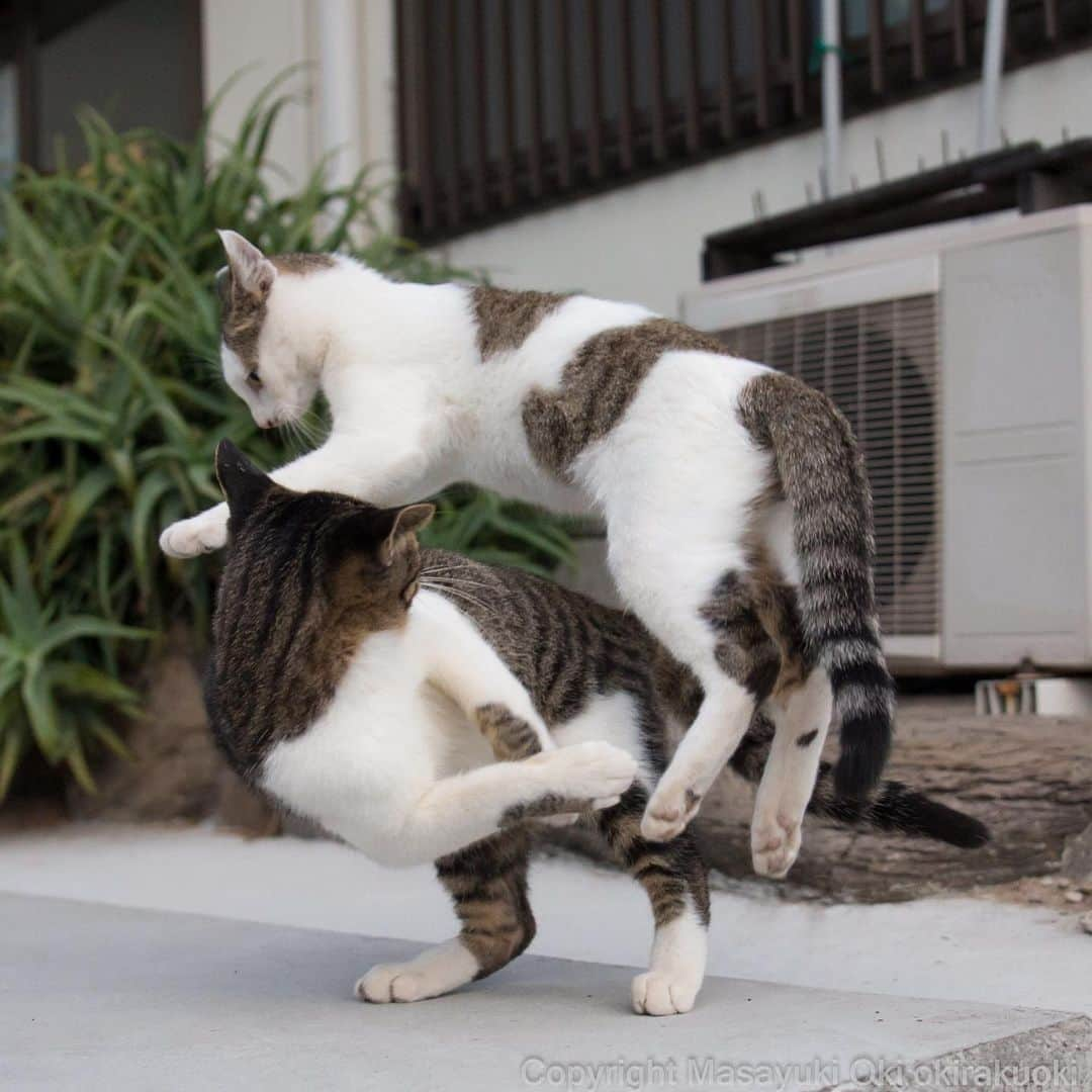 Masayukiさんのインスタグラム写真 - (MasayukiInstagram)「跳びこえる。  #cat #ねこ」10月22日 11時40分 - okirakuoki