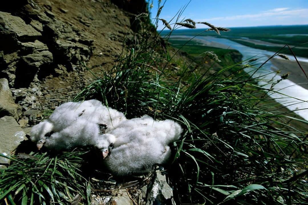 ナショナルジオグラフィックさんのインスタグラム写真 - (ナショナルジオグラフィックInstagram)「Photo by Joel Sartore @joelsartore | Two peregrine falcon chicks huddle in their cliff nest, along the Colville River in Alaska. This bird is one of the most widely distributed species in the world, found on every continent except Antarctica. Historically, the use of DDT as a pesticide resulted in a rapid decline in their population, but since the ban on DDT use in the U.S. took hold in the 1970s, peregrine populations have recovered significantly. To learn how you can help protect this species in the wild, follow me @joelsartore. #falcon #peregrinefalcon #raptor #chicks #PhotoArk」10月22日 6時35分 - natgeo