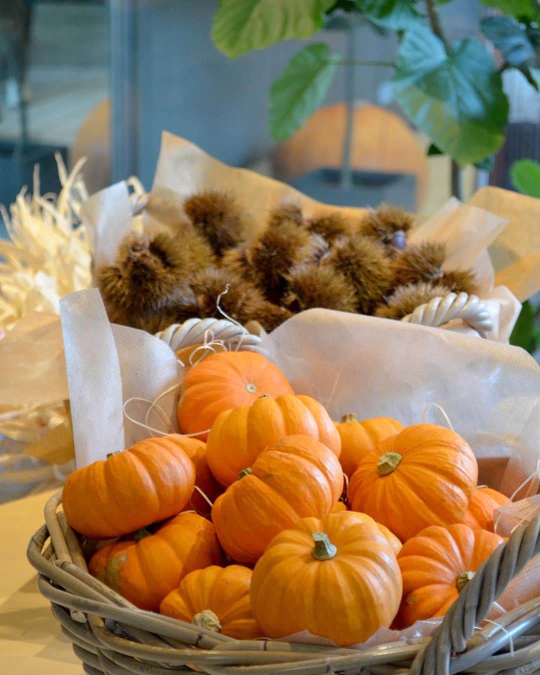 AOYAMA_HANAMOのインスタグラム：「来週の木曜日、10月31日はハロウィンですね。青山店ではたくさんの種類のディスプレイ用かぼちゃをご用意しています。 ハロウィンと言えば、“仮装”が思い浮かびますが、どなたでも気負わずにお楽しみいただけるのが、かぼちゃを飾ること。一足先にハロウィン気分を楽しんでみませんか？ --- #aoyamahanamo #flower #flowers #flowershop #florist #tokyo #aoyama #omotesando #webstagram #flowerstagram #instagood #followme #花 #花屋 #フラワー #マクロ萌え部 #ザ花部 #花のある暮らし #花のある生活 #花育 #東京 #青山 #表参道  #ハロウィンかぼちゃ #パンプキン #Halloween #ハロウィン #10月31日 #ディスプレイ」