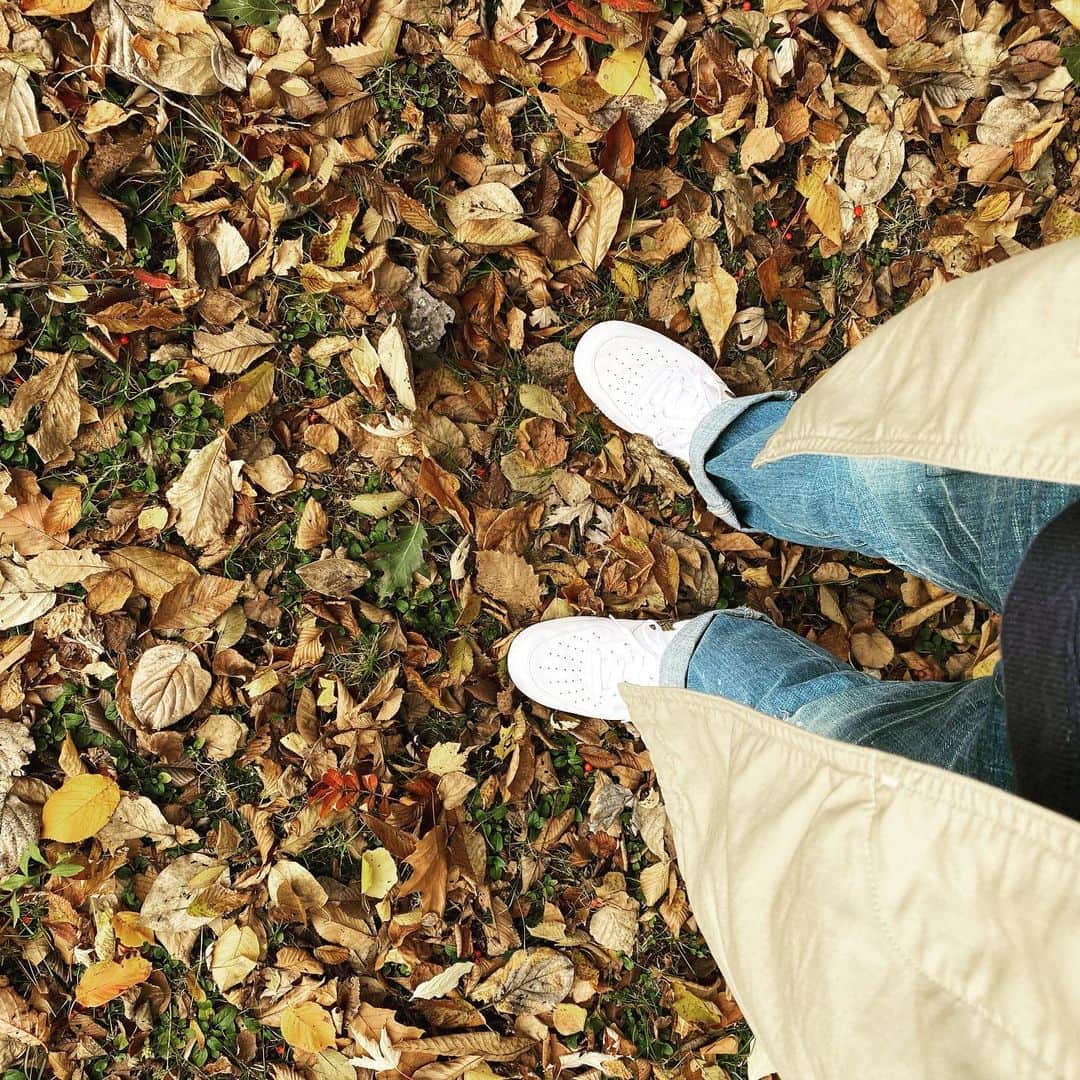 浅田信一さんのインスタグラム写真 - (浅田信一Instagram)「朝散歩🍁」10月22日 7時31分 - asada_shinichi