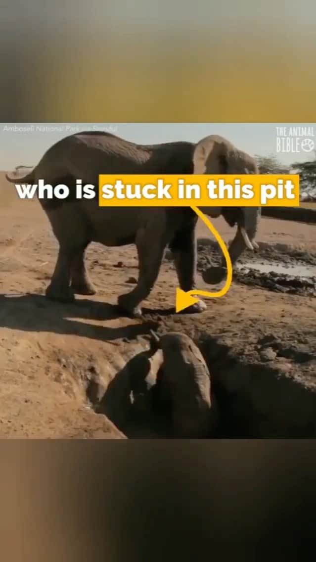 WildLifeのインスタグラム：「📸 Video by @theanimalbible  #elephant #rescue #baby #mother #earthpix #sunset #wonderful #photography #beauty #art #love #travel #nature #geography #animals #place #natgeo #discover #worldwide #explore #landscape #instagram #colorful #canada #switzerland #cute #awesome #wildlife #world #amazing」
