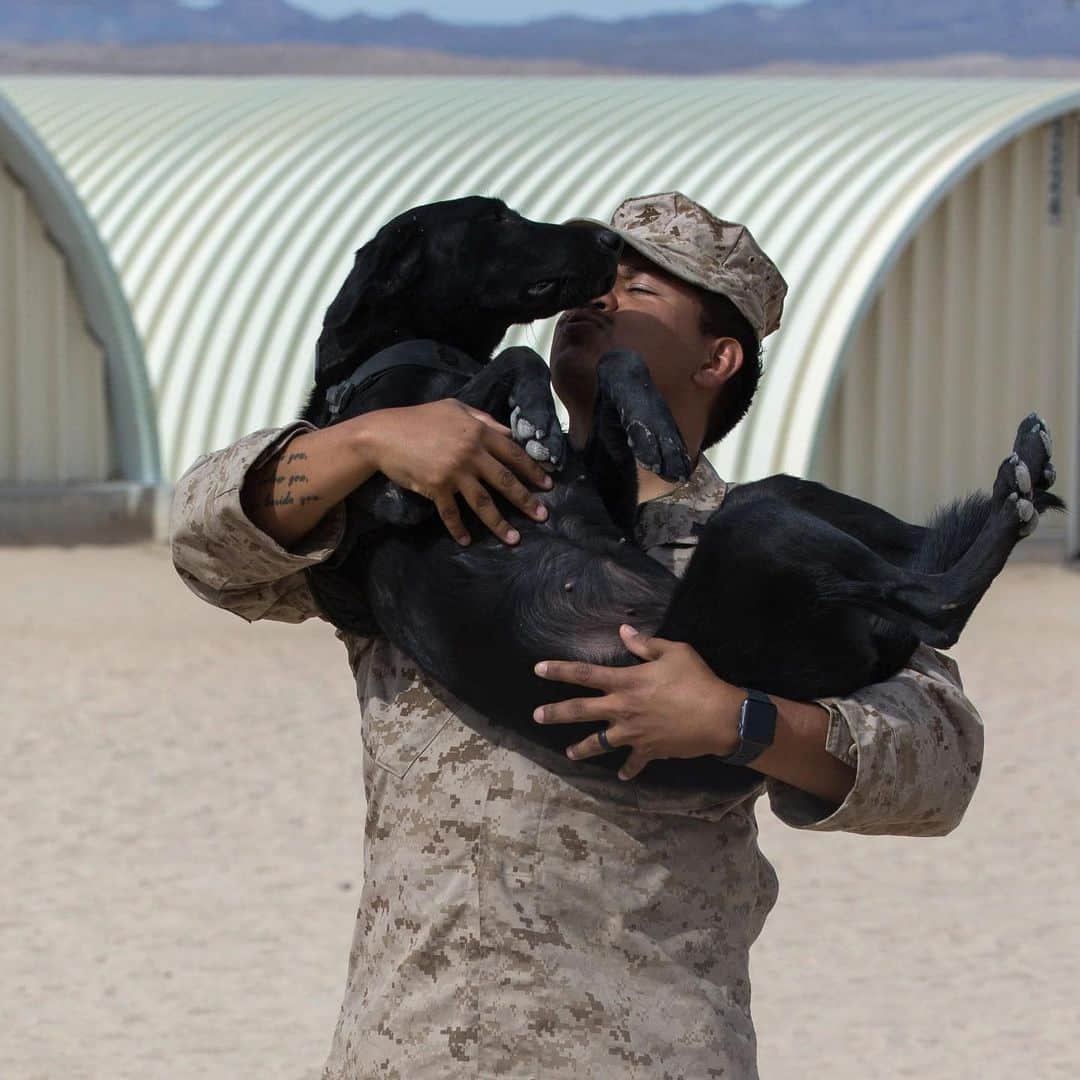 アメリカ海兵隊さんのインスタグラム写真 - (アメリカ海兵隊Instagram)「Having a ruff Monday? This military working dog will cheer you up. (@2DMarDiv photos by Sgt. Stormy Mendez and Lance Cpl. Reine Whitaker)  #MondayMood #Marine #Military #Dog #Training」10月22日 8時53分 - marines