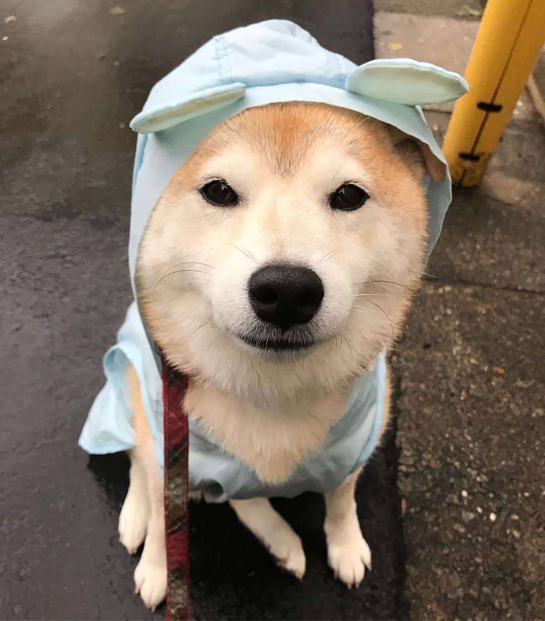 柴犬のモモさんのインスタグラム写真 - (柴犬のモモInstagram)「おはようございます。最初 #カッパ隊 で出発しましたが、雨降ってなかったので脱いで朝んぽ。途中でお友達のクロちゃんと会って、一緒に歩きました。ママさんにおやつ貰いまくって大喜びのモモさんでした #いぬ #イヌ #犬 #柴犬 #赤柴 #日本犬 #犬バカ部 #ふわもこ部 #いぬら部 #癒しわんこ #柴犬マニア #犬のいる暮らし #口角キュキュッと部 #shiba #shibainu #shibadog #dogstagram #dogsofinstagram #shibastagram #shibasofinstagram #shibamania #inu #instadog #toyota_dog」10月22日 9時01分 - shi_ba_i_nu_momo