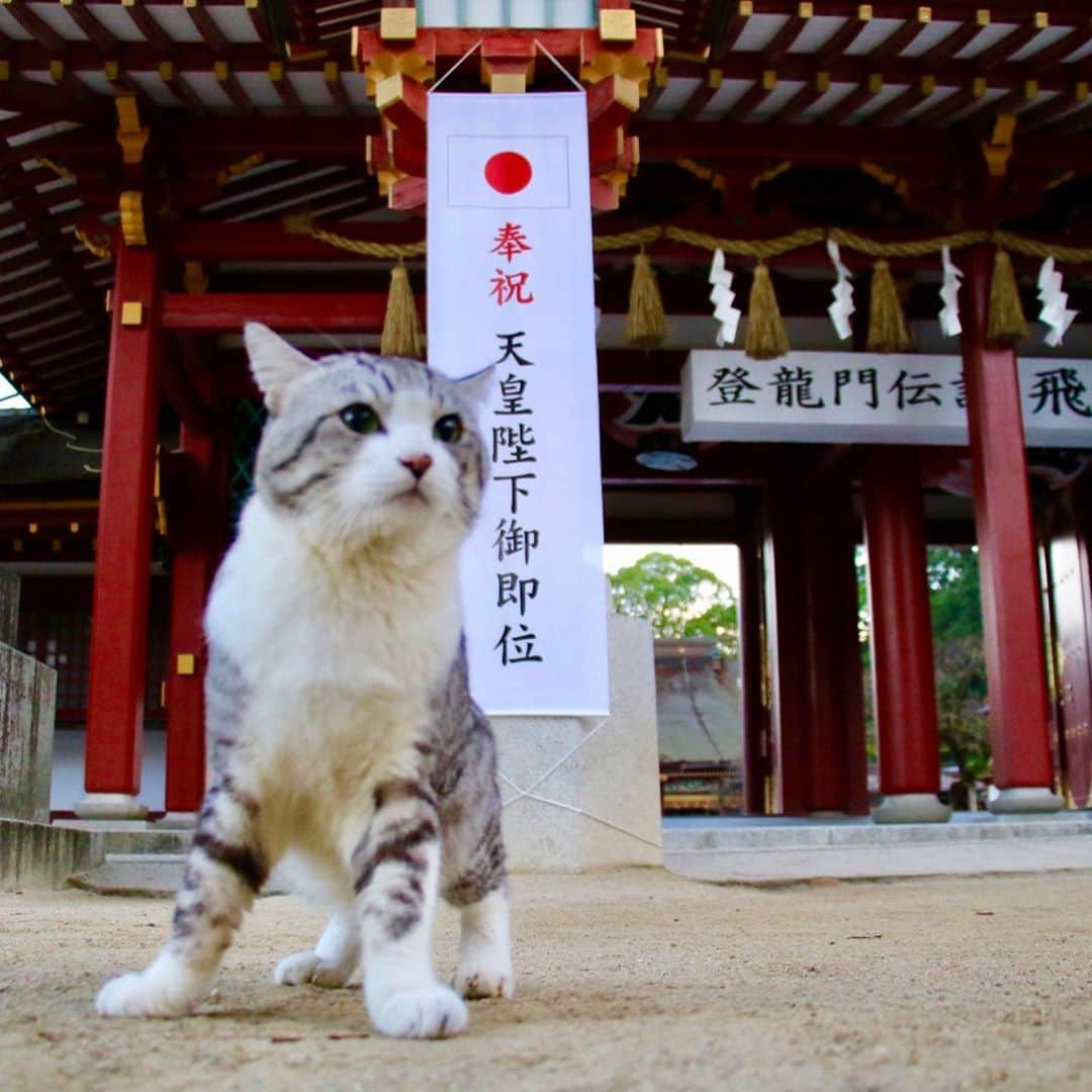 Nyankichi Noranekoさんのインスタグラム写真 - (Nyankichi NoranekoInstagram)「今日は、福岡県太宰府市にある太宰府天満宮のパトロールをして、世界の平和をお祈りしてきたにゃりよ😸  #猫 #고양이 #แมว #貓 #кошка #qata #chat #ニャンスタグラム #にゃんすたぐらむ #gato #喵星人 #ねこ部 #旅猫 #動物 #ねこのきもち #ニャン吉 #kawaii #保護猫 #イケニャン #japan #猫写真 #ねこ #mèo #kucing #ネコ #旅貓 #即位の礼 #天皇陛下御即位 #太宰府天満宮 #福岡」10月22日 9時04分 - noraneko_nyankichi