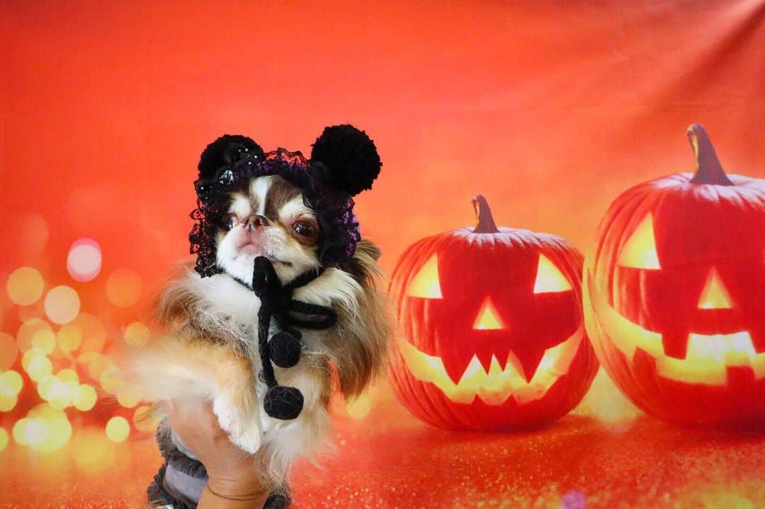 kayoのインスタグラム：「* * 今日は晴れるかな？☀️ * * Lychee💗🎃 * * #ハロウィン #Halloween * #chihuahua#chihuahualove#dogstgram#dog#instadog#チワワ#チワワ大好き * *」