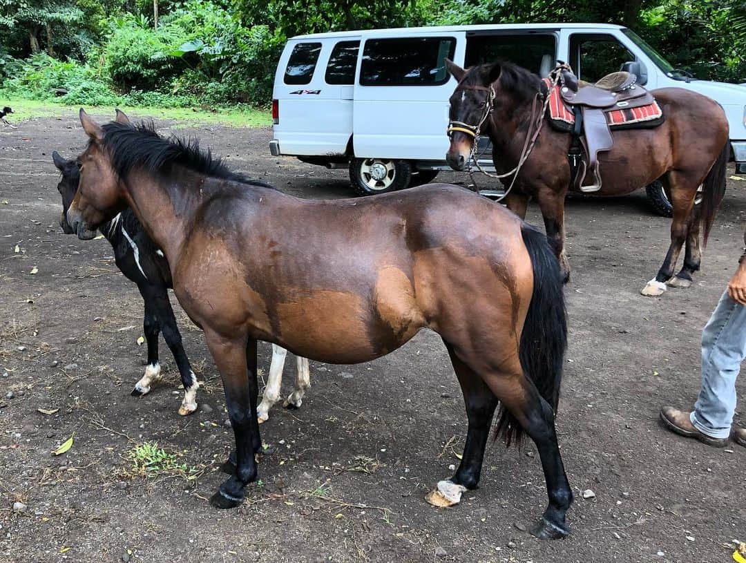 山崎愛香さんのインスタグラム写真 - (山崎愛香Instagram)「. ハワイ島のワイピオ渓谷で乗馬をしてきました🌴 このツアーは本当に申し込んで良かった‼︎ オリエン中に野生の馬が遊びにきたり、 川の石を踏む蹄の音、少し硬いたてがみ、 馬の匂い、呼吸、たくさんのフルーツ 景色はもちろんだけど、どれも本当に良かった✨ #また直ぐにでも乗りたい #ハワイ #ハワイ島 #乗馬 #ワイピオ渓谷 #ワイピオ渓谷乗馬 #hawaii #bigisland #waipiovalley #horseriding」10月22日 9時16分 - manaka_yamazaki