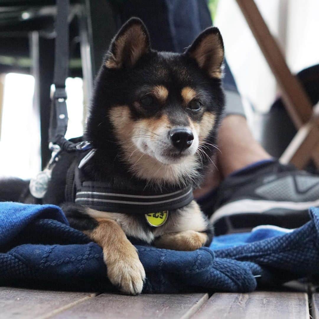 黒豆柴こむぎのグルメインスタ