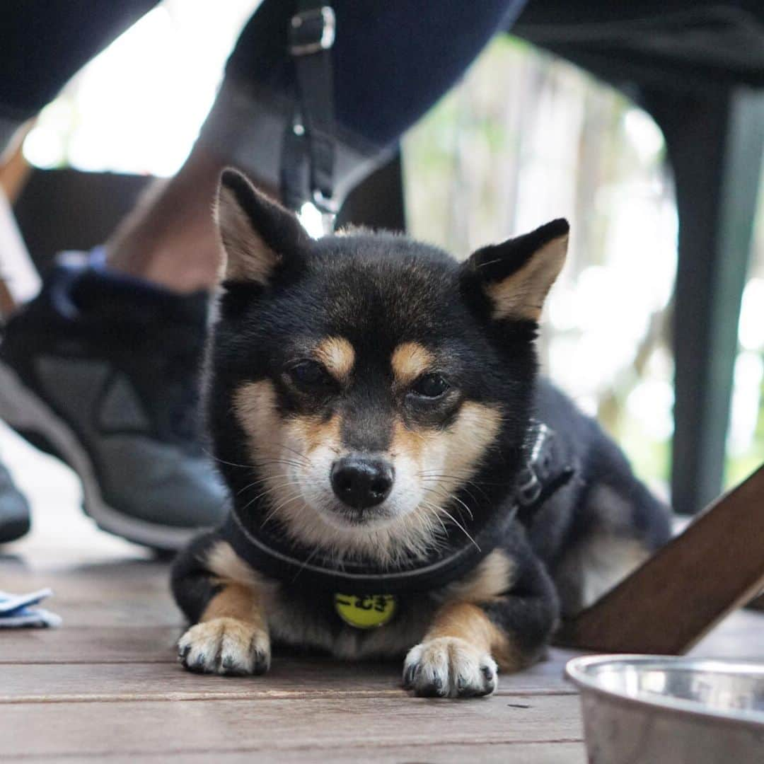 黒豆柴こむぎさんのインスタグラム写真 - (黒豆柴こむぎInstagram)「カフェで、まったり風😁(本当は…🤭)2019.10.22  2020年黒豆柴こむぎの壁かけカレンダー🗓の予約受付中‼️プロフィールから、予約専用サイトに飛べるよ。ぜひ、ボクのカレンダーで新年を迎えてね😉  Komugi’s wall calendar pre-order now‼️ International shipping is available🌏🆗 Please check the link in my profile.  #黒豆柴こむぎカレンダー #カフェランチ #黒豆柴 #豆柴 #黒柴 #柴犬 #柴 #まめしば #しばいぬ #mameshiba #kuroshiba #shibainu #shiba #shibalove #shibalovers #shibastagram #shiba_snap #shibasofinstagram #ふわもこ部 #pecoいぬ部 #いぬら部 #proudshibas #thedailyshibainu #ここ柴部 #いぬのきもち #todayswanko #9gagcute」10月22日 13時15分 - komugi_1207