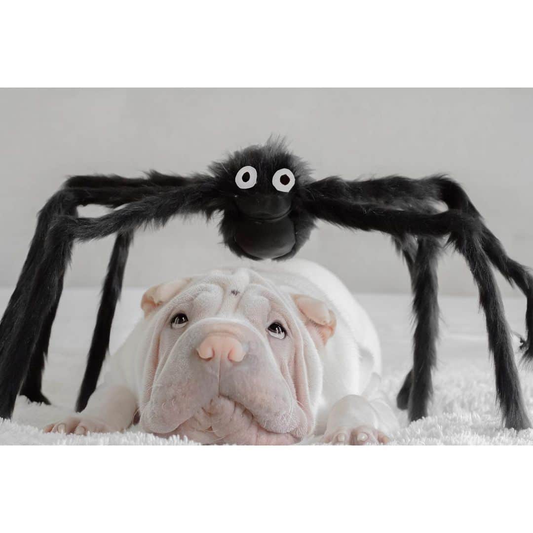 annie&pADdinGtoNさんのインスタグラム写真 - (annie&pADdinGtoNInstagram)「Halloween sure is creeping up #whatareyougoingtobe #halloween #lambington #sharpei #sharpeisofinstagram #spider #scary #hairlegs #dog #dogs #dogsofinstagram #wrinkles #love #instagood #weeklyfluff #doggo #barked #dogoftheday #iloveyoutothemoonandback」10月22日 13時22分 - anniepaddington