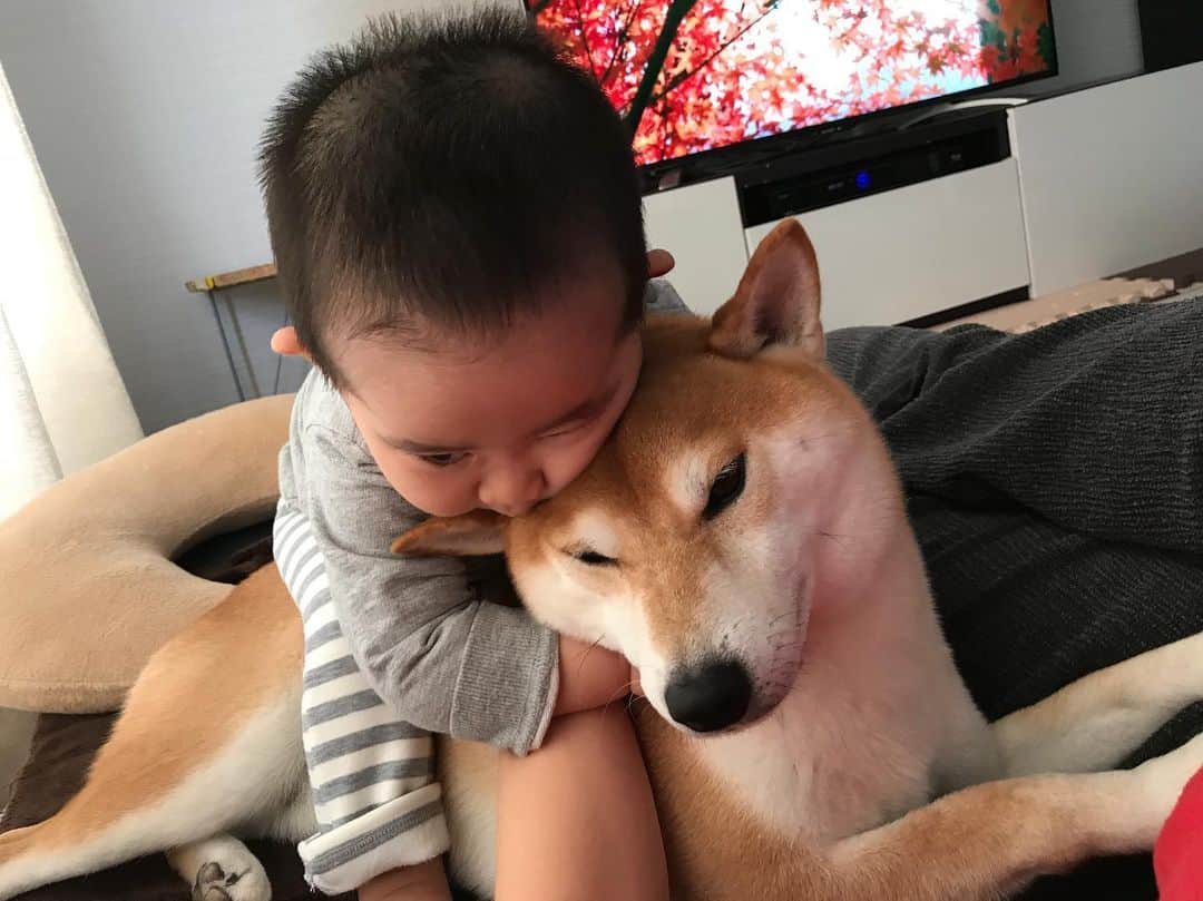 高橋みゆきさんのインスタグラム写真 - (高橋みゆきInstagram)「クラ吉に乗りたがる👶💦クラ吉は乗られるの嫌いなの😩 #昼寝終わるとクラ吉お兄大変 #馬じゃないよ #乗ると怒るよ🐶」10月22日 13時58分 - shin_miyukichi