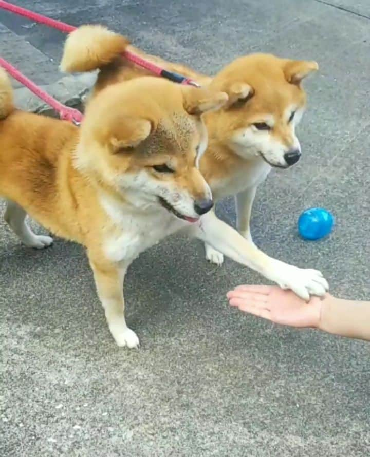 柴犬たま Shibainu Tamaのインスタグラム