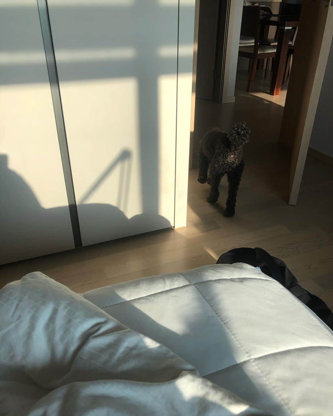 ジュンQ のインスタグラム：「굿모닝인사 해주더니 쿨하게 가는 녀석🐶」