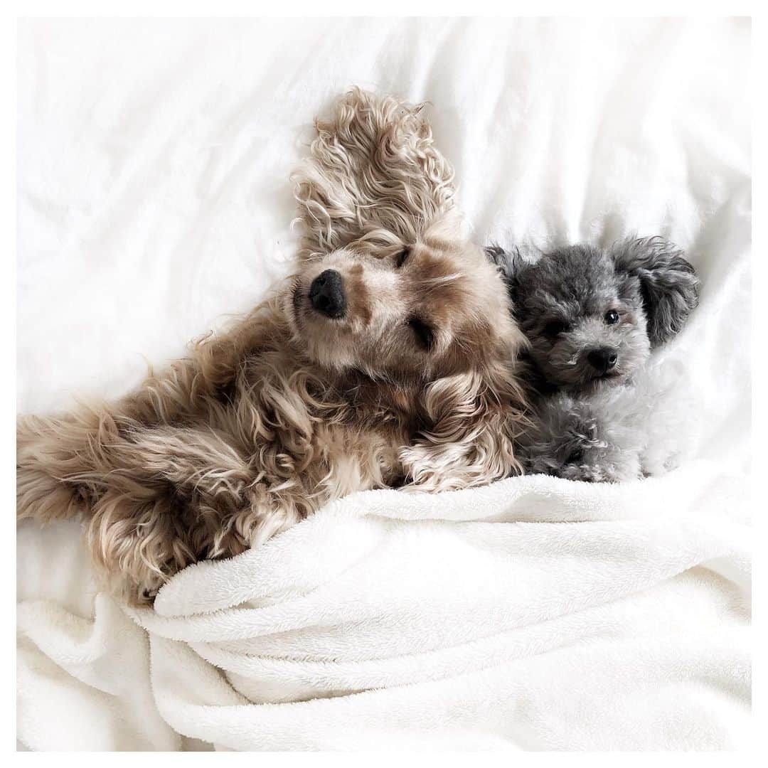 岩崎拓馬さんのインスタグラム写真 - (岩崎拓馬Instagram)「Babies . なんて愛しいんでしょうか はぁぁ、溺れちゃいそう🐩❤️ . . . #お犬life #family #dog #englishcockerspaniels #toypoodle #happytime」10月22日 14時34分 - happy_takuma