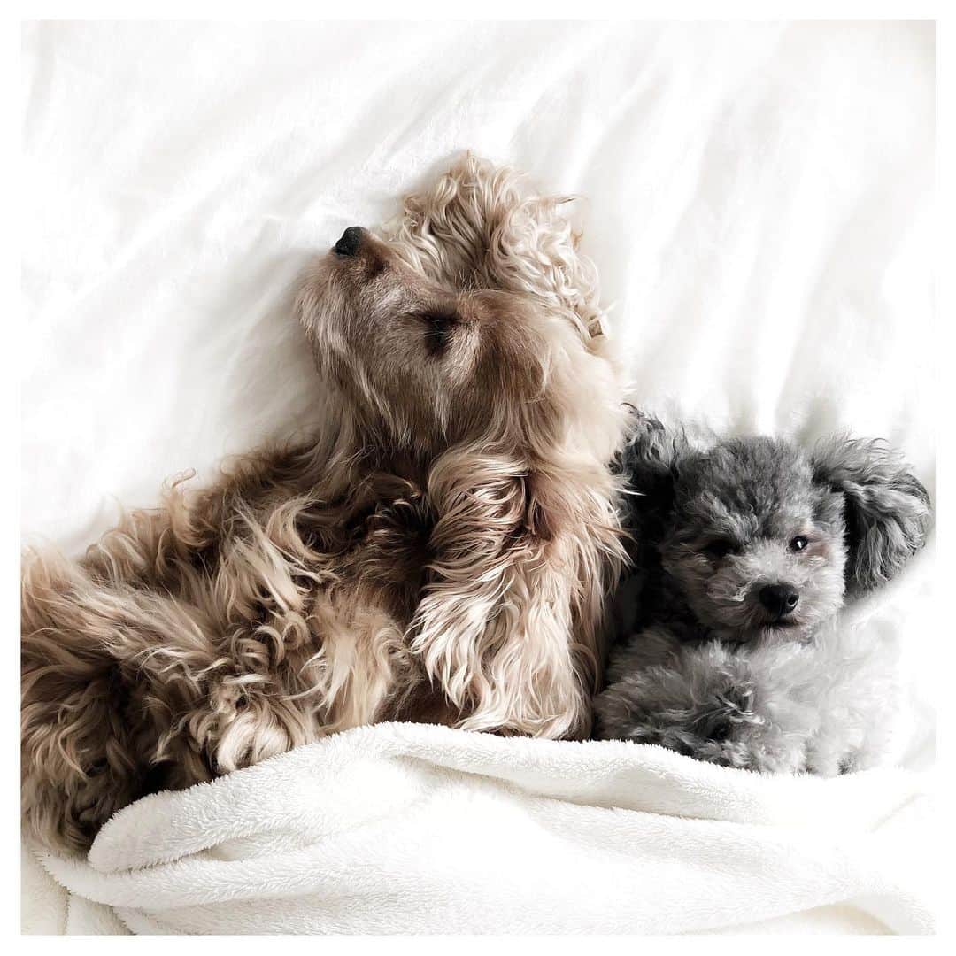 岩崎拓馬さんのインスタグラム写真 - (岩崎拓馬Instagram)「Babies . なんて愛しいんでしょうか はぁぁ、溺れちゃいそう🐩❤️ . . . #お犬life #family #dog #englishcockerspaniels #toypoodle #happytime」10月22日 14時34分 - happy_takuma