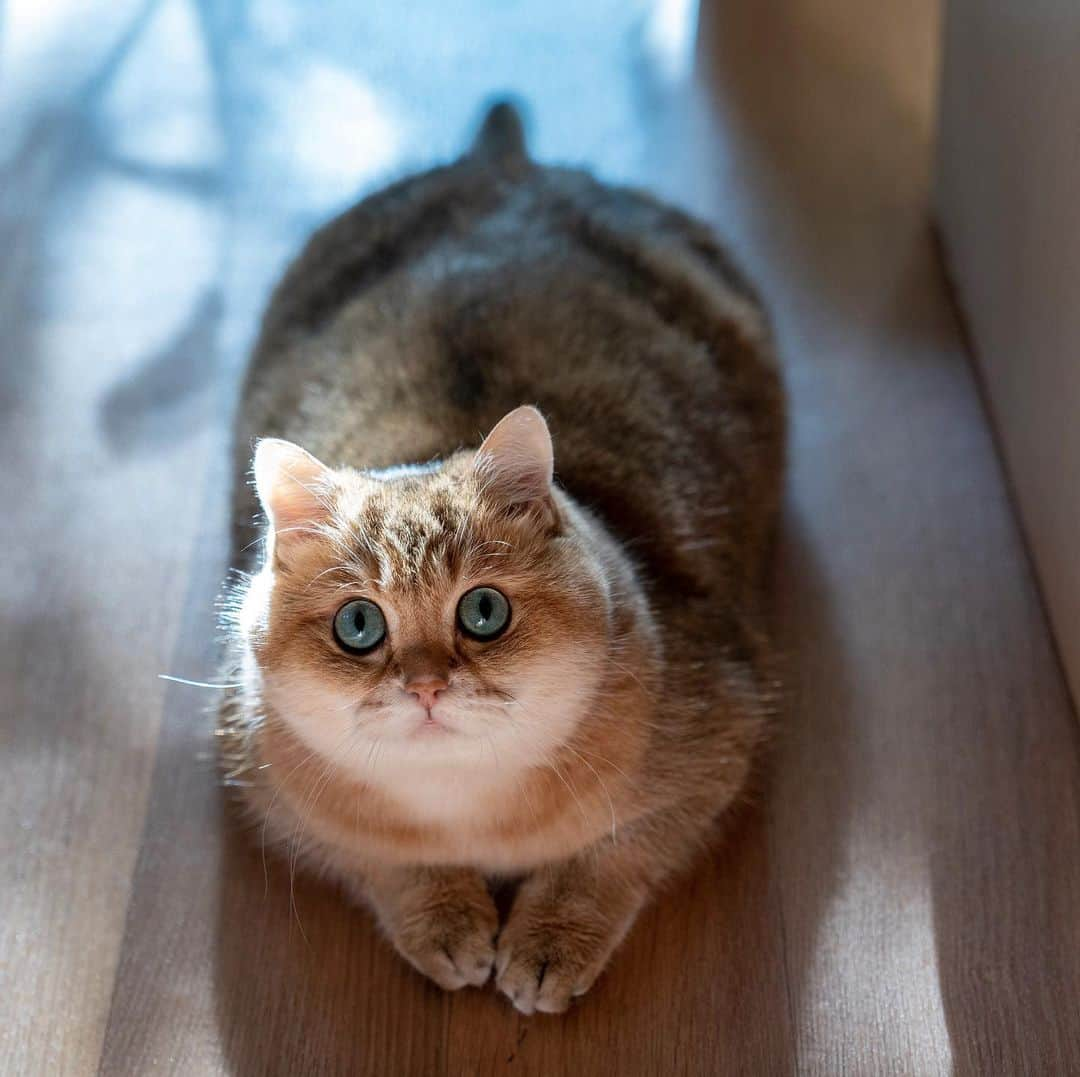 Hosicoさんのインスタグラム写真 - (HosicoInstagram)「I love you so much, my bun 🍞」10月22日 15時55分 - hosico_cat