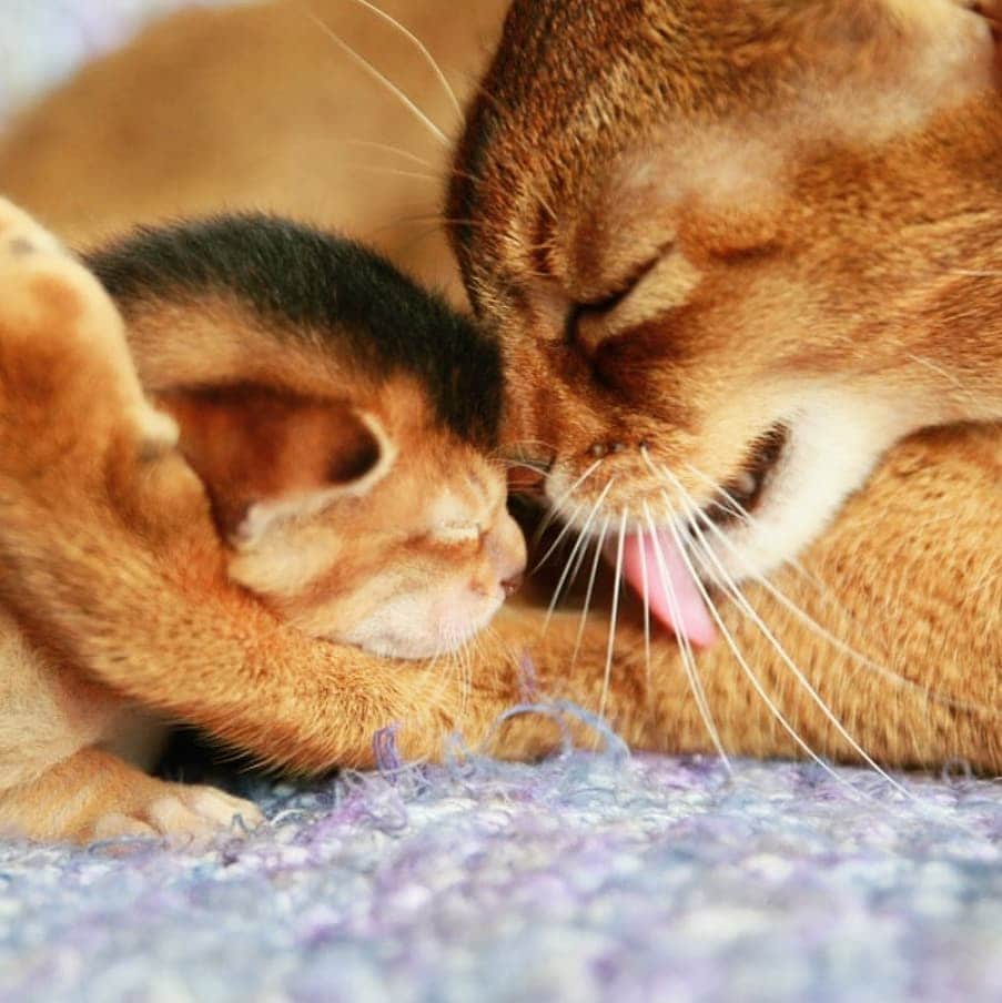 CatStockerのインスタグラム：「Hello! #catstocker is here!  Follow our FURRriend @abyssinian.at  Scroll right for more pictures 👉 . . . . . . #cat #neko #mačka #chat #kočka #котка #kotek #kot #кіт #mače #кошка #кот #katze #gato #gatto #kissa #kattunge #猫 #고양이 #貓 #kedi #köttur #kissanpentu #חתול #кішка #kedicik #кошеня #gattino #子猫」