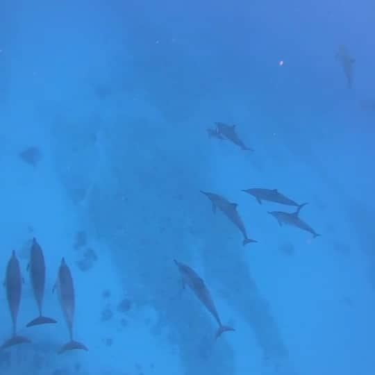 斉藤花奈のインスタグラム：「アンダーザシー 素晴らしー♪  イルカの群れ🐬🐬🐬 ダイビングやシュノーケルを始めてからの ずっと夢だった野生のイルカと泳ぐことができました🥺❤️ イルカを見つけてからの泳ぐ速さは異常と言われたので、前世は海の生き物だったんだと思います。  人間が調教してないドルフィンジャンプは圧巻でした👏  あとはマンタに会いたいです🥰  #ハワイ #ハワイ旅行 #イルカ #自然 #海 #海の中 #イルカの群れ」