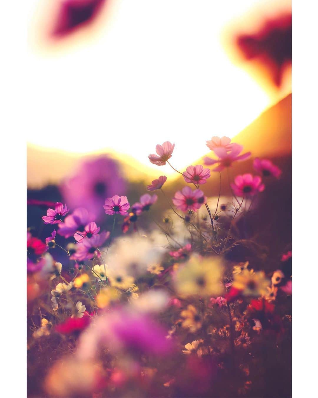 メグのん♡ A k i k oのインスタグラム：「♡Twilight . . 秋は夕暮れ・・・😌 . . ♡  本日の即位礼正殿の儀の直前、 雨が上がり虹がかかったそうで。。 神様って本当におられるんですね。。 今日は吉い日でしたね☺️」