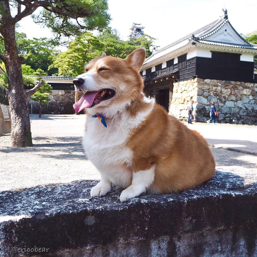 ericoのインスタグラム：「✩ 俺、高知城とはりまや橋にも行ったぜ！ 高知のカツオは最高だぜー😋 #待てない男 ✩ Skipjack tuna produced in Kochi is tastes so good! ✩ #ワンコ用ですよ #サメジャーキーも買ったよ #高知県 #高知城 #はりまや橋 #高知でパワーチャージ @naturallykochi  #日曜市 #それいけ力丸くん #コーギー  #犬のいる暮らし#pembrokewelshcorgi  #corgistagram #barked #dogsofinstagram #buzzfeed #corgisofinstagram  #dailyfluff #9gag #weeklyfluff #dogstagram」