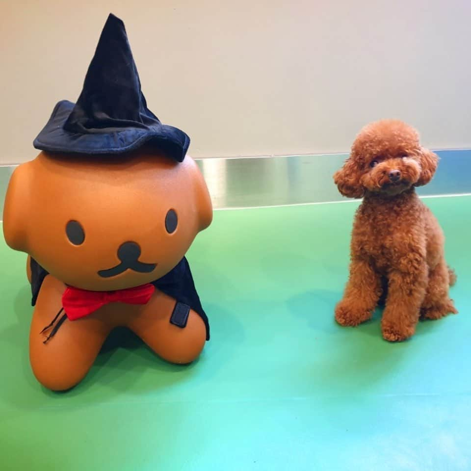 ユン・セアさんのインスタグラム写真 - (ユン・セアInstagram)「#뽀그리야🐶🐾의하루 🎃 할로윈..친구야? 똑닮았네..푸캬! 우리의 할로윈..기대중!! 😈」10月22日 17時35分 - loveyoonsea