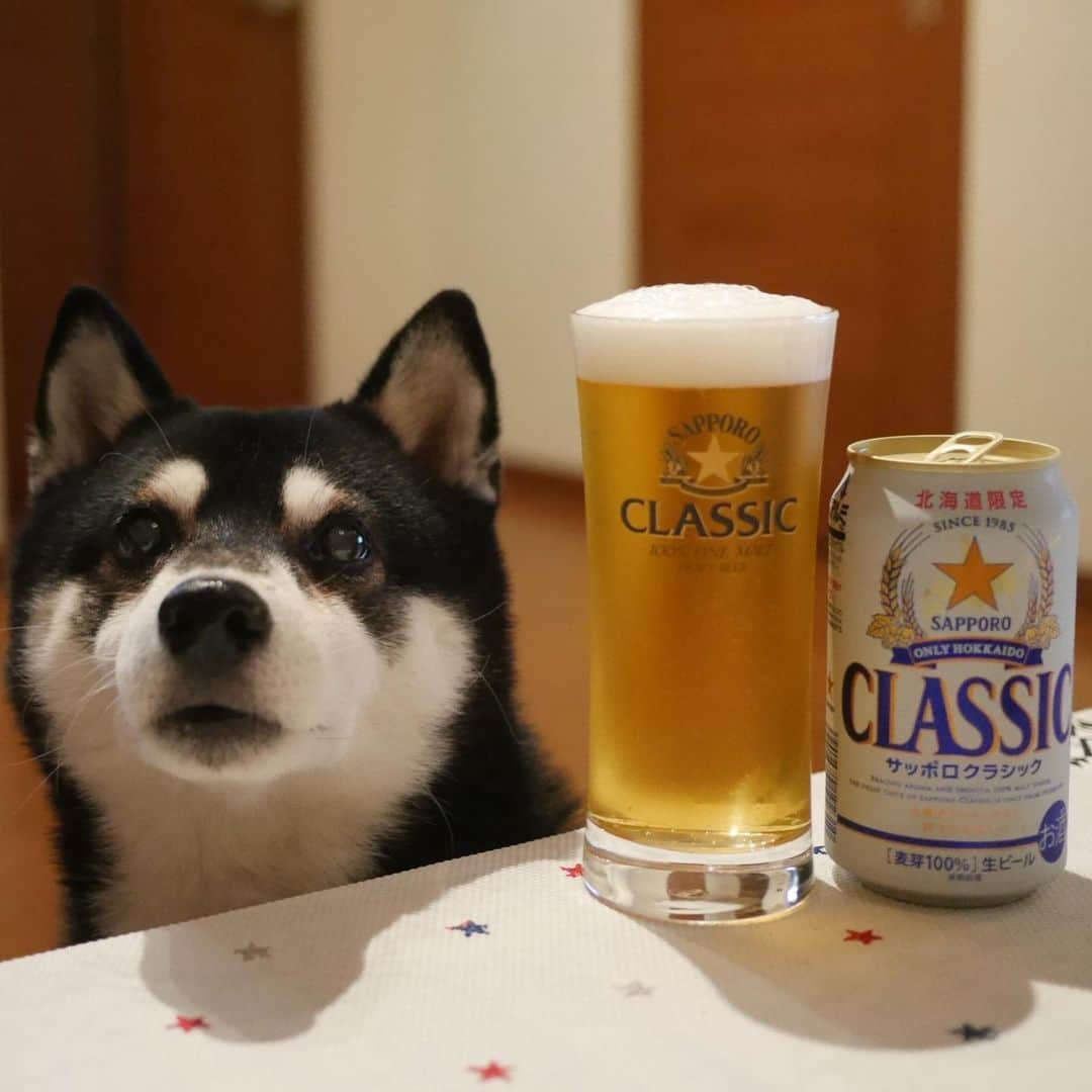 くろさんのインスタグラム写真 - (くろInstagram)「SAPPORO⭐️CLASSIC🍺 あぁ〜4連休後の会社行きたくない病w #目線の先にはおやつ #サッポロクラシック #北海道限定  #OnlyHokkaido #北海道だけのうまみと爽やかな味わい #⭐️SAPPORO #サッポロビール #カメラ目線犬 #黒柴 #柴犬 #和犬 #日本犬 #柴犬と一緒 #柴犬のいる暮らし #柴犬のいる生活 #わんこと一緒 #わんこのいる生活 #わんこのいる暮らし #わんダフォ #わんだふるjapan」10月22日 18時56分 - m6bmw