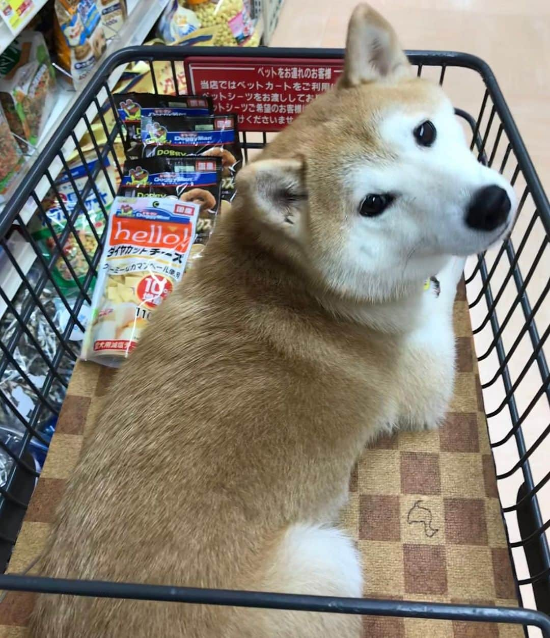 柴犬のモモさんのインスタグラム写真 - (柴犬のモモInstagram)「雨が降りそうな天気だったので15時過ぎにお散歩へ。いつものホームセンターでおやつ買いました #いぬ #イヌ #犬 #柴犬 #赤柴 #日本犬 #犬バカ部 #ふわもこ部 #いぬら部 #癒しわんこ #柴犬マニア #犬のいる暮らし #口角キュキュッと部 #shiba #shibainu #shibadog #dogstagram #dogsofinstagram #shibastagram #shibasofinstagram #shibamania #inu #instadog #toyota_dog」10月22日 19時16分 - shi_ba_i_nu_momo