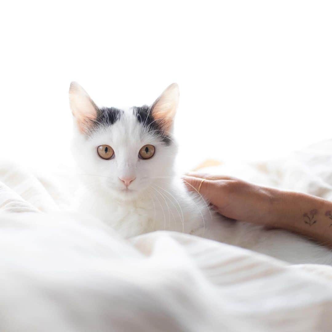 ダーシーさんのインスタグラム写真 - (ダーシーInstagram)「The cat looking at me🐈 2-3, My friend Pansy📸🌸 ・ ・ ・ おや、猫がこちらを見ているぞ🐱👀 2、3枚目は先日撮らせてもらった美猫のパンジーちゃん😍 猫耳は @ayabribrick さんです🙏🏻✨ 最近いろんな動物を撮る機会があって楽しいな〜😊 そしてSONYの瞳オートフォーカスが欲しいな〜🤣」10月22日 19時49分 - darcytheflyinghedgehog