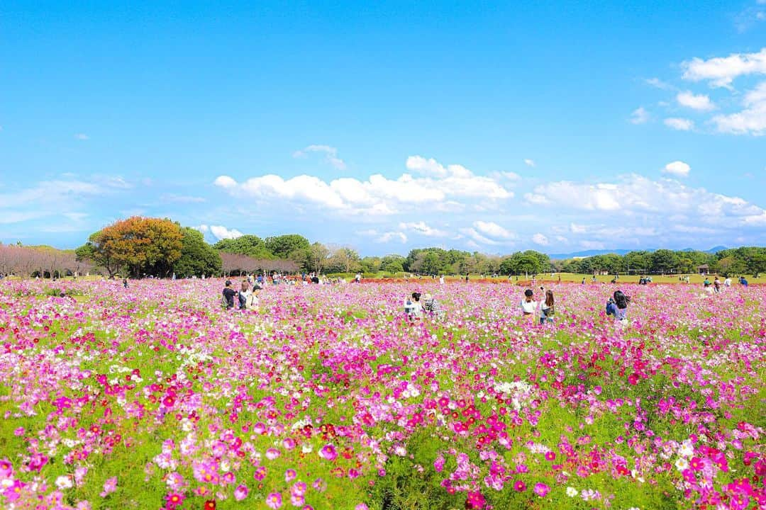 多田修平さんのインスタグラム写真 - (多田修平Instagram)「#1022 #コスモス　#コスモス畑　#秋桜　#海の中道海浜公園 #東京カメラ部　#カメラ男子　#カメラ女子　#ファインダー越しの私の世界　#写真好きな人と繋がりたい　#canon #6dmarkⅡ」10月22日 20時30分 - shuhei_0624