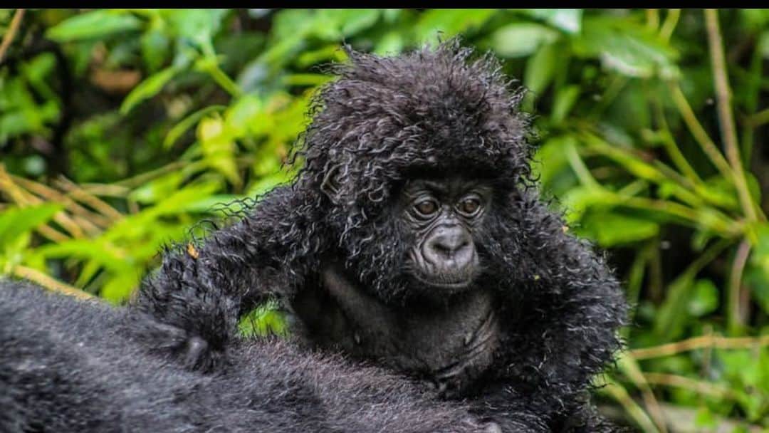 エレン・デジェネレスさんのインスタグラム写真 - (エレン・デジェネレスInstagram)「#repost @leonardodicaprio ・・・ It has been a banner year for the Mountain Gorilla, and the latest birth at @virunganationalpark in the eastern Congo is just one of the victories we’re celebrating on #WorldGorillaDay! Virunga National Park is home to one-third of the world’s Mountain Gorillas. The Virunga population grew by an impressive 44% between 2010 and 2016 and now stands at nearly 300 individuals. Ten babies have been born in 2019 alone.  In November of 2018, the IUCN Red List of Threatened Species reclassified the species for the first time in nearly 25 years—this time from Critically Endangered to Endangered. This is a testament to the colossal efforts of those dedicated to protecting the species, particularly those of Virunga’s rangers and an intensive monitoring campaign to protect these magnificent animals at all costs:  Virunga rangers carried out 31,000 patrols over 5.5 years. They covered on foot the equivalent of walking the circumference of the Earth every year, or more than half the distance between the Earth and the moon.  Rangers in gorilla monitoring patrols climbed 2,387 kilometers vertically over 5.5 years. This is the equivalent of climbing Mt. Everest 270 times.」10月23日 6時04分 - ellendegeneres