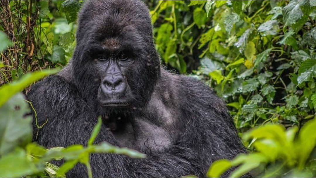 エレン・デジェネレスさんのインスタグラム写真 - (エレン・デジェネレスInstagram)「#repost @leonardodicaprio ・・・ It has been a banner year for the Mountain Gorilla, and the latest birth at @virunganationalpark in the eastern Congo is just one of the victories we’re celebrating on #WorldGorillaDay! Virunga National Park is home to one-third of the world’s Mountain Gorillas. The Virunga population grew by an impressive 44% between 2010 and 2016 and now stands at nearly 300 individuals. Ten babies have been born in 2019 alone.  In November of 2018, the IUCN Red List of Threatened Species reclassified the species for the first time in nearly 25 years—this time from Critically Endangered to Endangered. This is a testament to the colossal efforts of those dedicated to protecting the species, particularly those of Virunga’s rangers and an intensive monitoring campaign to protect these magnificent animals at all costs:  Virunga rangers carried out 31,000 patrols over 5.5 years. They covered on foot the equivalent of walking the circumference of the Earth every year, or more than half the distance between the Earth and the moon.  Rangers in gorilla monitoring patrols climbed 2,387 kilometers vertically over 5.5 years. This is the equivalent of climbing Mt. Everest 270 times.」10月23日 6時04分 - ellendegeneres