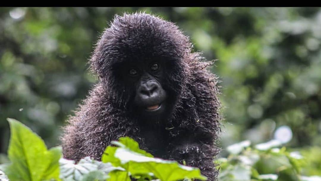 エレン・デジェネレスさんのインスタグラム写真 - (エレン・デジェネレスInstagram)「#repost @leonardodicaprio ・・・ It has been a banner year for the Mountain Gorilla, and the latest birth at @virunganationalpark in the eastern Congo is just one of the victories we’re celebrating on #WorldGorillaDay! Virunga National Park is home to one-third of the world’s Mountain Gorillas. The Virunga population grew by an impressive 44% between 2010 and 2016 and now stands at nearly 300 individuals. Ten babies have been born in 2019 alone.  In November of 2018, the IUCN Red List of Threatened Species reclassified the species for the first time in nearly 25 years—this time from Critically Endangered to Endangered. This is a testament to the colossal efforts of those dedicated to protecting the species, particularly those of Virunga’s rangers and an intensive monitoring campaign to protect these magnificent animals at all costs:  Virunga rangers carried out 31,000 patrols over 5.5 years. They covered on foot the equivalent of walking the circumference of the Earth every year, or more than half the distance between the Earth and the moon.  Rangers in gorilla monitoring patrols climbed 2,387 kilometers vertically over 5.5 years. This is the equivalent of climbing Mt. Everest 270 times.」10月23日 6時04分 - ellendegeneres