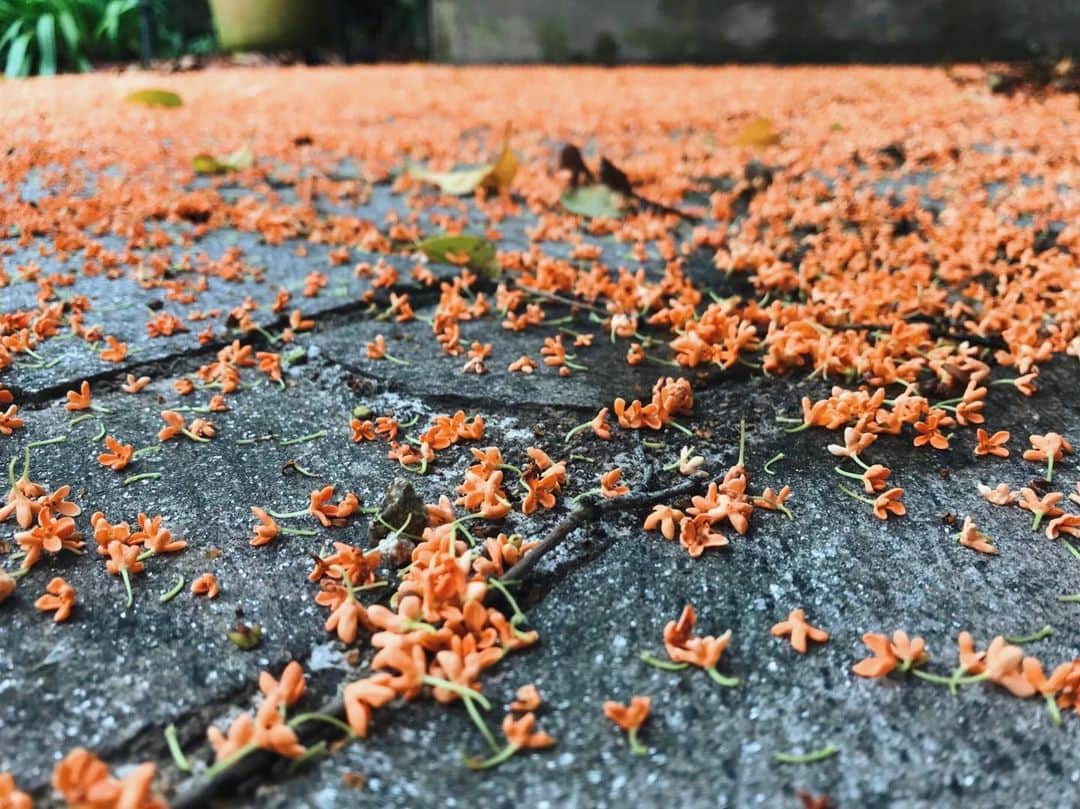 大橋菜央のインスタグラム