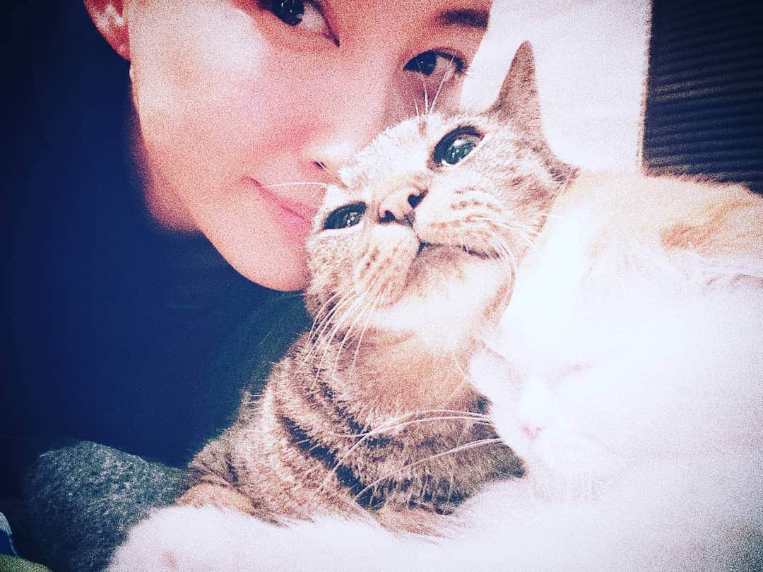 池田香織のインスタグラム：「みんながくっついてる中に、私がムニッと顔をうずめると、スッと居なくなっちゃうことが多かったお猫たち。  でも最近は観念したのか寒いからか、しばらくそのままにしてくれることが増えてきた！  わーい🙌💛！ #cat #猫」