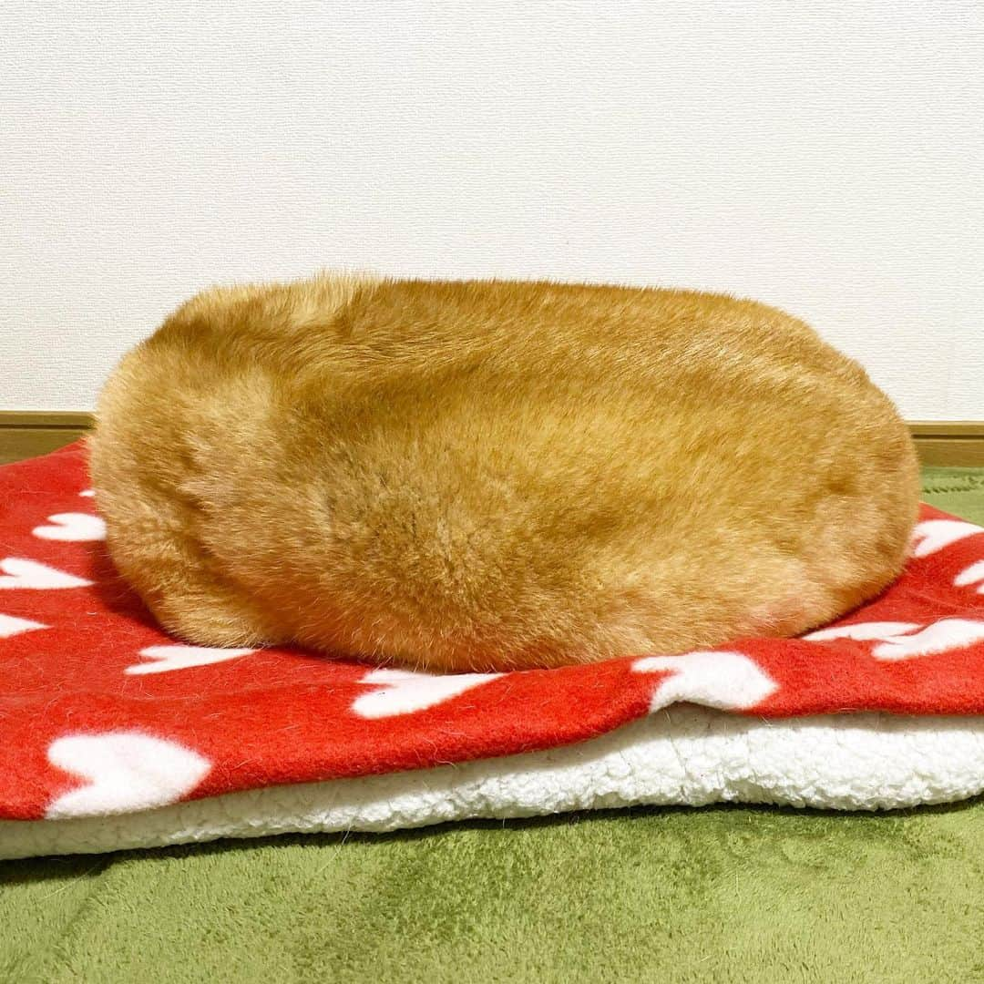 まる（まるたろう）さんのインスタグラム写真 - (まる（まるたろう）Instagram)「What is this? Potato?? ✨🐶🥴✨夜中に飯テロごめんなさ〜い #じゃねーわ #おいなりさんでも #メークインでもねーし #柴犬 #こじんまりとして可愛い柴犬 #全く😤 #ジャンボいなり寿司とかそもそもねーし」10月23日 0時04分 - marutaro