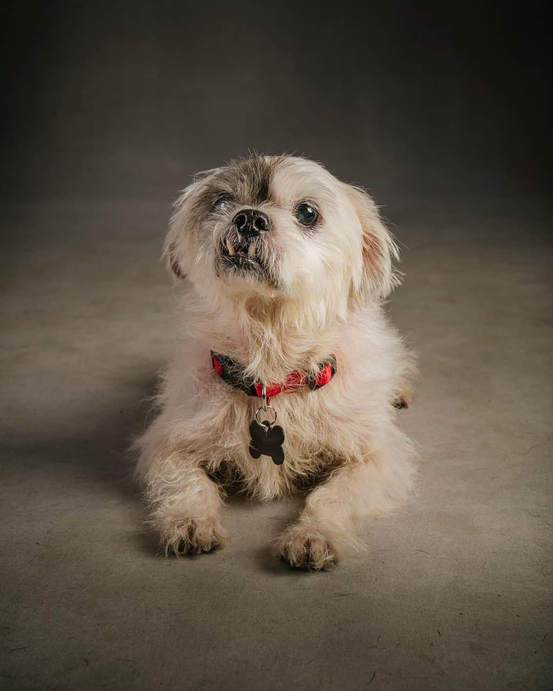 ナショナルジオグラフィックさんのインスタグラム写真 - (ナショナルジオグラフィックInstagram)「Photo by @vincentjmusi // Sponsored by @subaru_usa //⁣⁣ ⁣⁣ Charlie is a 12-year-old blend of bulldog, Lhasa apso, Maltese, overbite, and maybe part Honey Badger.⁣⁣ ⁣⁣ He's a good, durable, working-class dog who was neglected and left at a shelter just two months ago. No one would have heard from him again had it not been for the kindness of the strangers who rescued him, medically cared for him, and placed him in a foster home.⁣⁣ ⁣⁣ Charlie would be a great motivational speaker detailing the rags-to-riches story that brought him here today. You can imagine him pacing around doing a TED Talk with self-deprecating humor and a personal call to action about adoption. Some worry this would all go to his head, but I doubt it. Charlie might wonder what all the fuss is about, but then again, he might not care.⁣⁣ ⁣⁣ This portrait is from “The Underdogs,” a portfolio of shelter and rescue dogs that are difficult to find homes for because they are a little different.⁣⁣ ⁣⁣ // As part of establishing the first ever National #MakeADogsDay on October 22, @subaru_usa is proud to be helping the hardest-to-adopt Underdogs find homes.」10月23日 3時11分 - natgeo