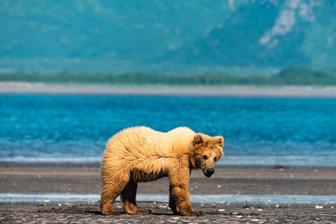 National Geographic Travelさんのインスタグラム写真 - (National Geographic TravelInstagram)「Photo by Cristina Mittermeier @Mitty | The Katmai National Park and Preserve in Alaska is one of the world's last wild places. Bears, like this cub, travel through the park to feast and bathe at the river's edge. They come in a variety of shapes and sizes and are all remarkable to watch, unbothered by the photographers and tourists who journey to see them in their natural habitat. Not far from here is the proposed construction site for Pebble Mine, which, if it is built, will alter the surrounding landscape forever.  Follow me @Mitty to learn more about this important story and how you can make a difference for this bear's future with @SeaLegacy. #bear #Alaska」10月23日 5時06分 - natgeotravel