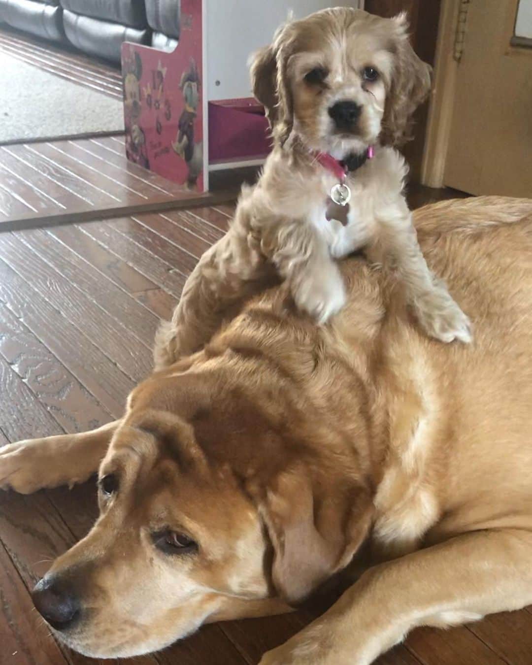 Jake And Gingerのインスタグラム