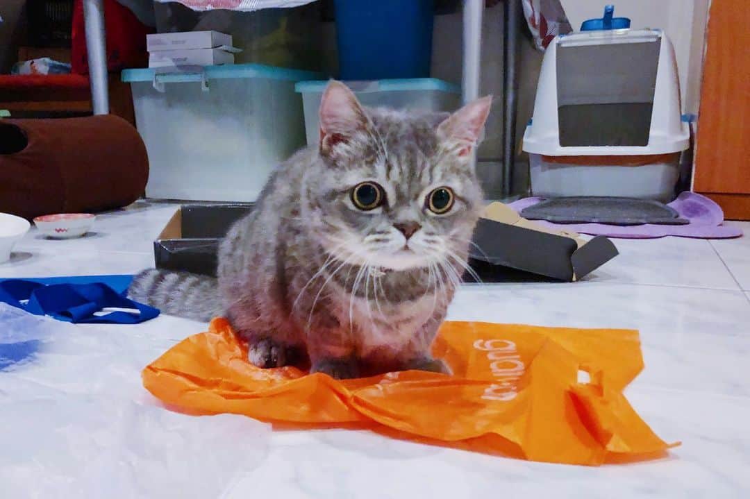 Pancakeのインスタグラム：「....i guess this is a rare capture of Pancake NOT flipped over and lying on his back 😂😂😂 #catkote #cats #catstagram #catsoninstagram #catsofinstagram #catoftheday #sgcats #pets #petlovers #pancake #petstagram #instacats #thedailykitten  #instagramcats #munchkincats #neko #ねこ #マンチカン」