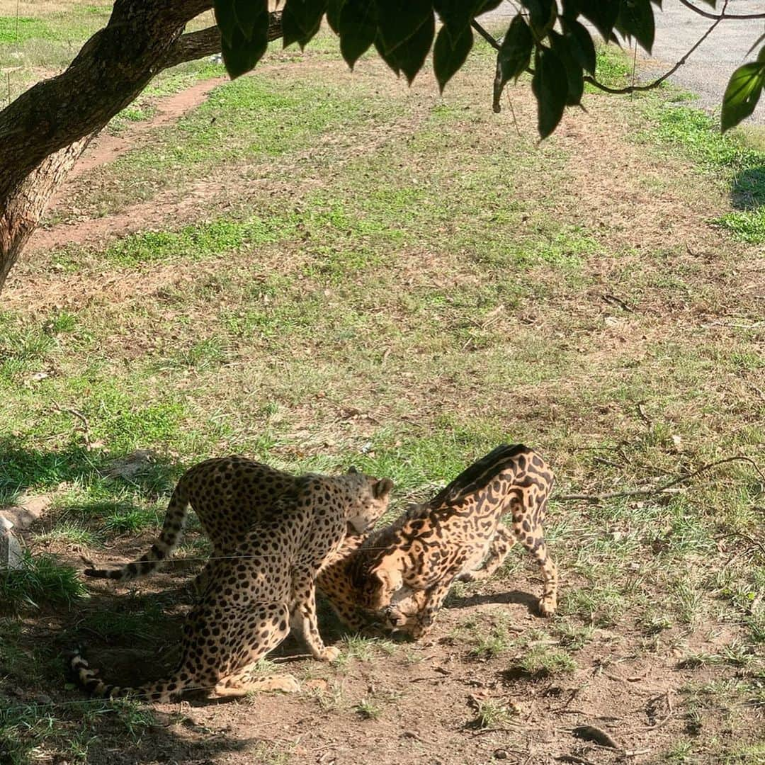 堀江直美さんのインスタグラム写真 - (堀江直美Instagram)「今回の旅の目的は沢山の動物と触れ合うこと🦁🦙🐰🐻🐒🦅 * 👦🏻はお出かけの時図鑑を持ち歩くほど生き物が大好きでその“好き”って気持ちや興味、探究心を大切にしてやりたくて🤲🏻 * 👧🏻は驚くほど生き物が苦手。笑 でもこの旅で随分と克服していました✨ * そして念願のライオンの赤ちゃんにも会うことができました💛 #娘は怖くて腰砕けてる笑 * 大人の私たちも間近で動物と触れ合えて非日常なスリル感を楽しめました！ * 今日は幼稚園から帰ったらきっとお絵描き大会だな🖼 * 子供ができて休日の過ごし方はすっかり変わりましたが私たちも貴重な経験をしたり幼い頃を思い出したりかけがえのない時間を過ごさせてもらってます👏🏻 * 秋晴れの中大好きな👨🏾‍🦳👩🏻‍🦳も一緒に良い祝日でした🌾 * DMで色々教えてくださりありがとうございます💌次こそは @petitlab_kana 行きたいな🥖 * #秋吉台#山口#山口旅行#山口県#山口グルメ#yamaguchi#秋吉台サファリランド#旅行#ドライブ#家族旅行#hn✈️trip#家族写真#ライオンの赤ちゃん#ライオン#チーター#しまうま#エサやりバス#思い出#思い出投稿」10月23日 9時21分 - naomiiiiiiiiiiii