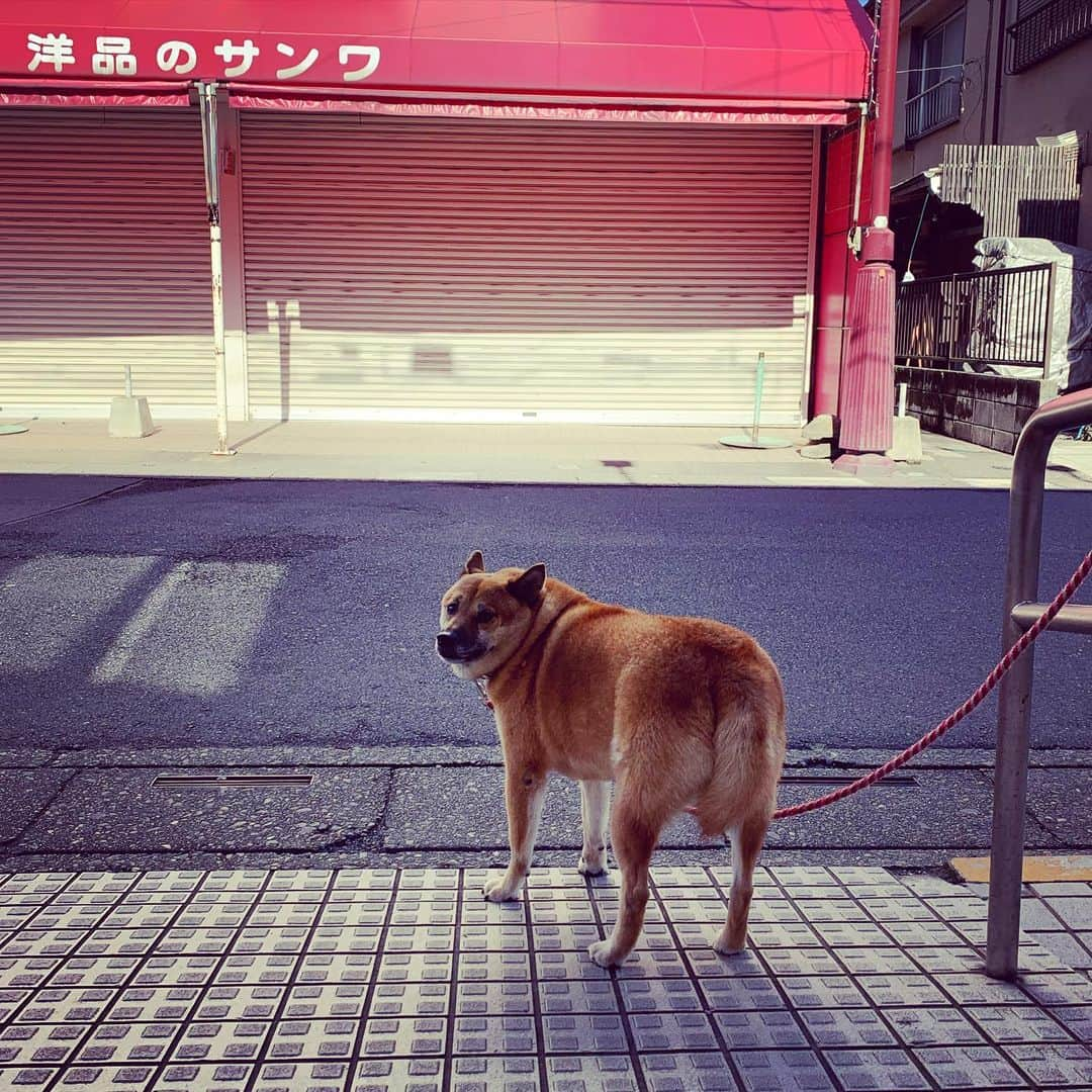 宙也さんのインスタグラム写真 - (宙也Instagram)「ご主人待ちワンコ。」10月23日 10時06分 - chuya_aquarius