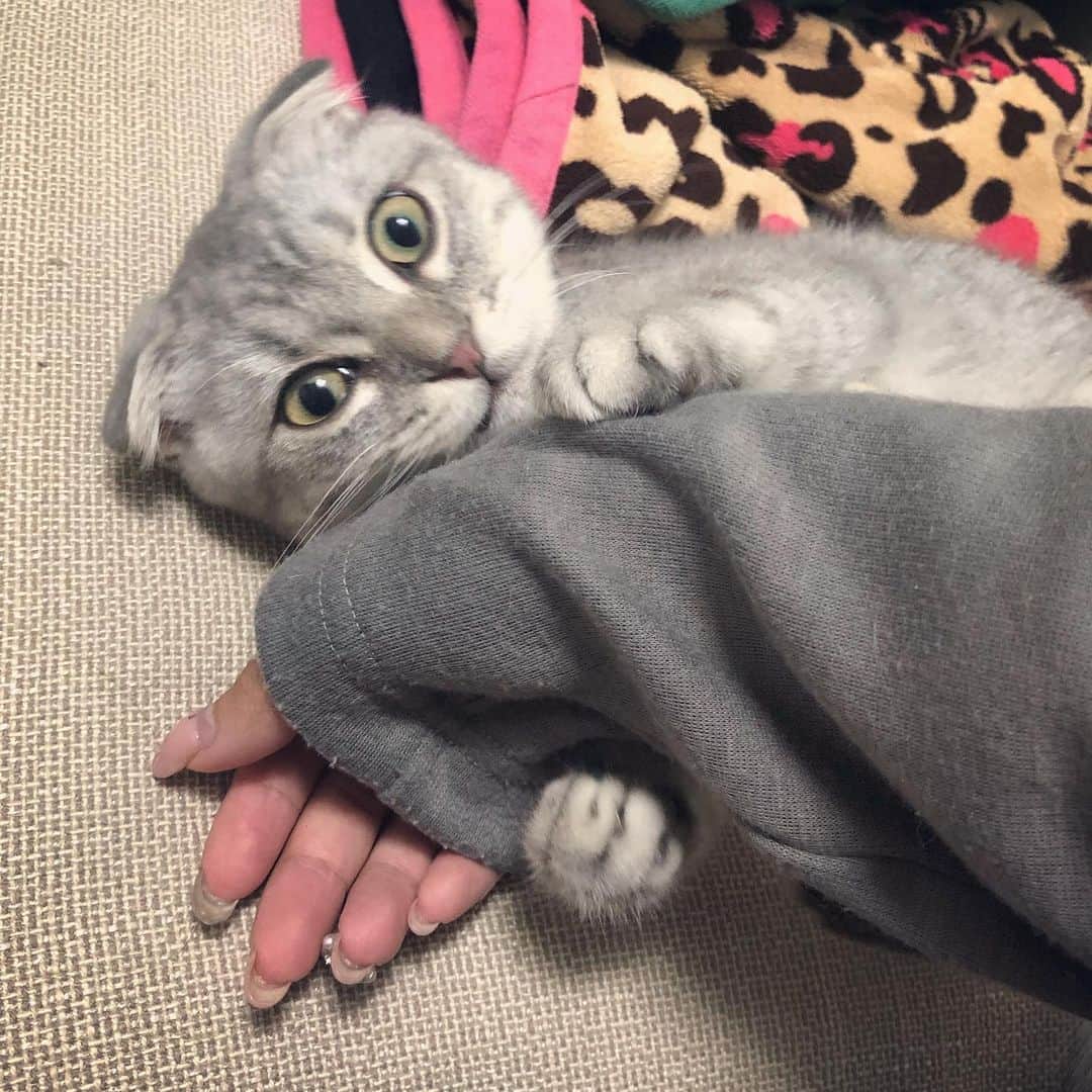 R!Nのインスタグラム：「I won't let you go! 新しい家族のむぎです。 スコティッシュフォールドの男の子🐱  #猫 #猫のいる暮らし #pet #family」