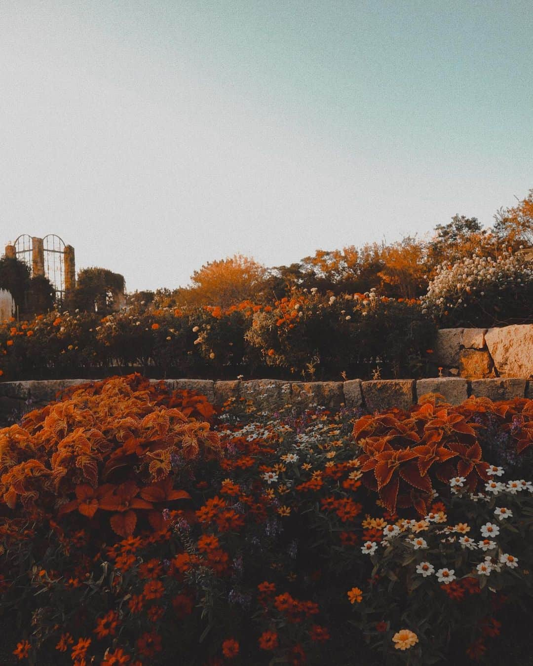 鹿の間さんのインスタグラム写真 - (鹿の間Instagram)「おはよ〜う☀︎ 秋に咲く花好きだー 紅葉撮りに行きたい 今年の秋冬は引きこもらず出かけるぞ 九州の日帰り旅とかってどこが楽しいかな 湯布院と門司港は行きたいと思ってるー！ #honocameraworld」10月23日 10時59分 - rhodon41