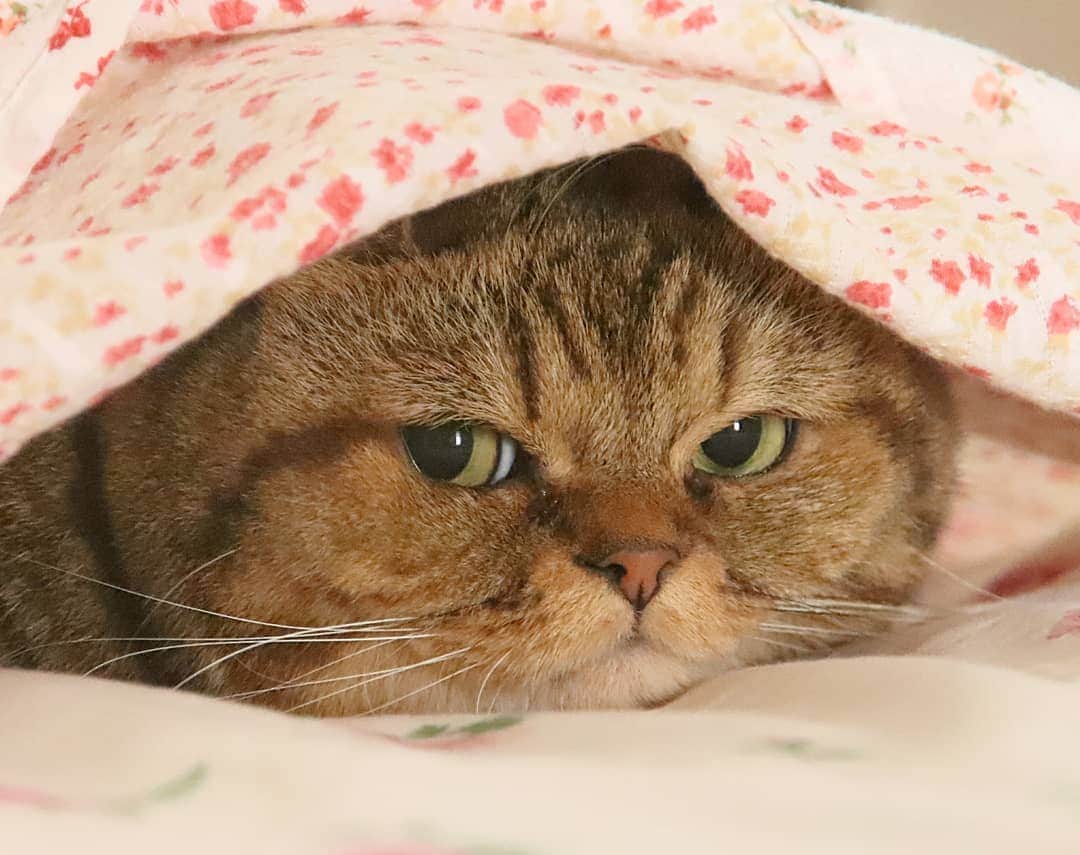 寅次郎（とらちゃん）さんのインスタグラム写真 - (寅次郎（とらちゃん）Instagram)「☆ Mischief🐱 . ベッドカバーに潜るの大好きにゃ😽🎶 . #イタズラ猫 . .」10月23日 12時05分 - torachanthecat