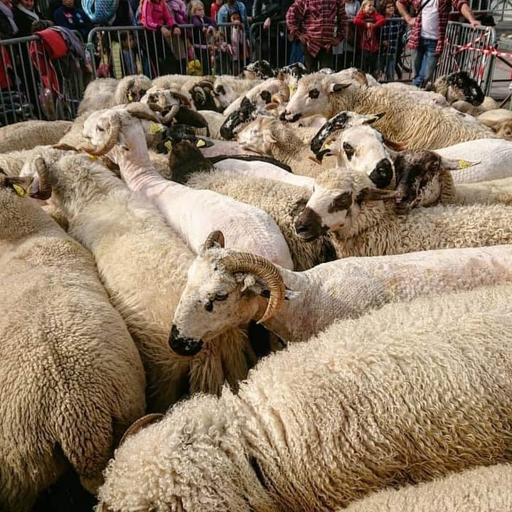 フランス大使館さんのインスタグラム写真 - (フランス大使館Instagram)「【📷 #日本人が見たフランス 】「先週の土曜日はアヌシーの秋祭りでした。街中がお祭り気分」 @am345x121 さん、ありがとうございました。夏の間アルプスに放牧していた家畜を、放牧地「アルパージュ」から冬に備えてアヌシーの街に戻すお祭りですね。地元の伝統文化や食も楽しめそうですね。 📷 La 🇫🇷 vue par les Japonais : "Samedi dernier il y avait la fête du retour des alpages à Annecy. Une ambiance de fête super sympa 💕." Merci à @am345x121 pour ce partage ! Célèbre pour son défilé de troupeaux, cet évènement met aussi à l'honneur l’artisanat et le terroir local.」10月23日 12時22分 - ambafrancejp