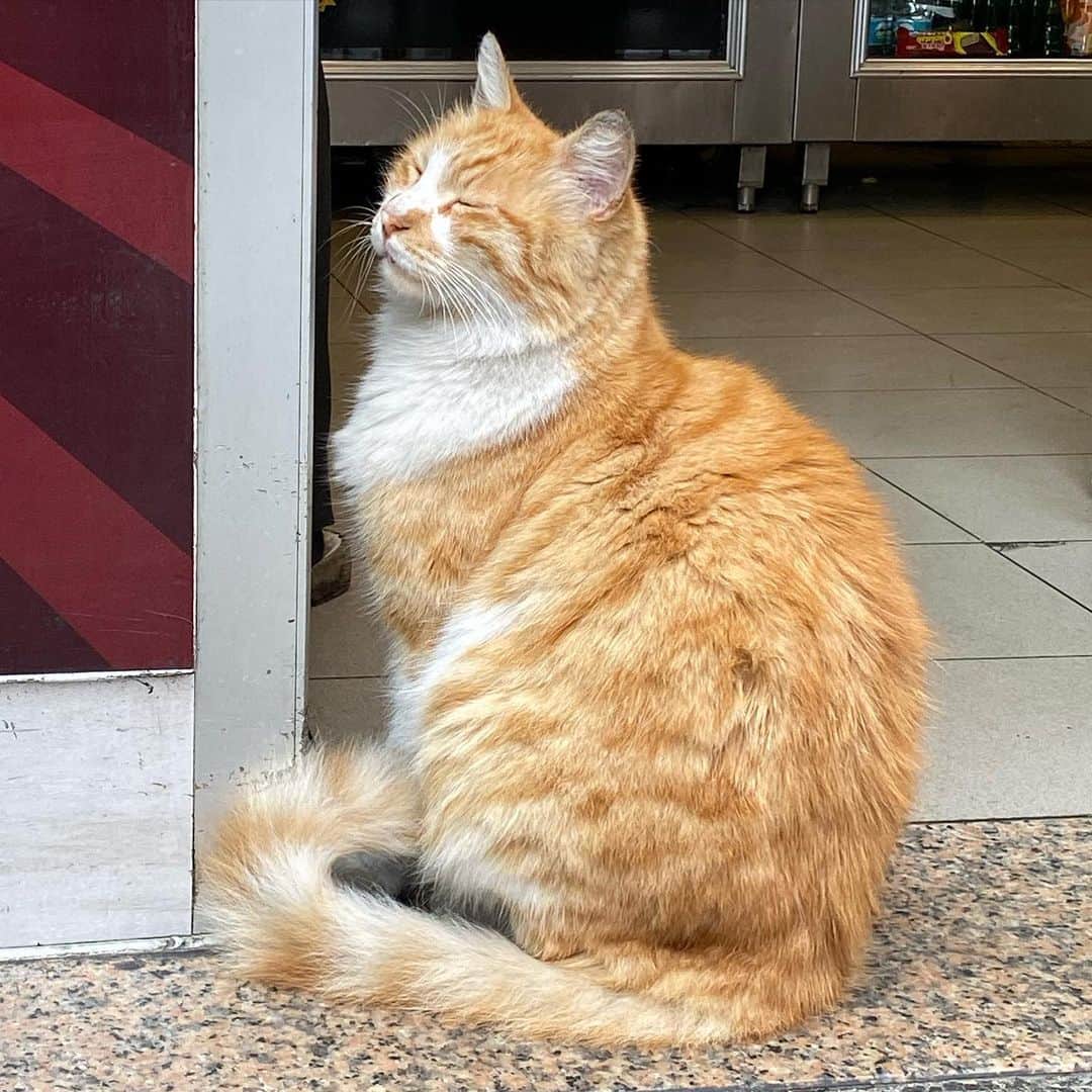 相沢あいさんのインスタグラム写真 - (相沢あいInstagram)「今日も #トルコ猫 と #ciaoちゅーる で #国際交流 。トルコは #猫 をかわいがる時にプスプス言う(pspsと子音だけ言う感じ）ので、プスプス言うだけで振り返ってくれるし、集まってきてくれるし、喧嘩も仲裁できる。  #cat #turkishcat #catstagram #cats_of_instagram #にゃんすたぐらむ #instacat #ターキッシュアンゴラ #cats_of_world #catsagram #catlover #ターキッシュバン  #あいさんの旅日記  #trip #Istanbul #イスタンブール #イスタンブール旅行 #instatravel #instatrip #travelphotography #travel #travelgram #トルコ #トルコ旅行 #turkey」10月23日 12時54分 - aizawaai